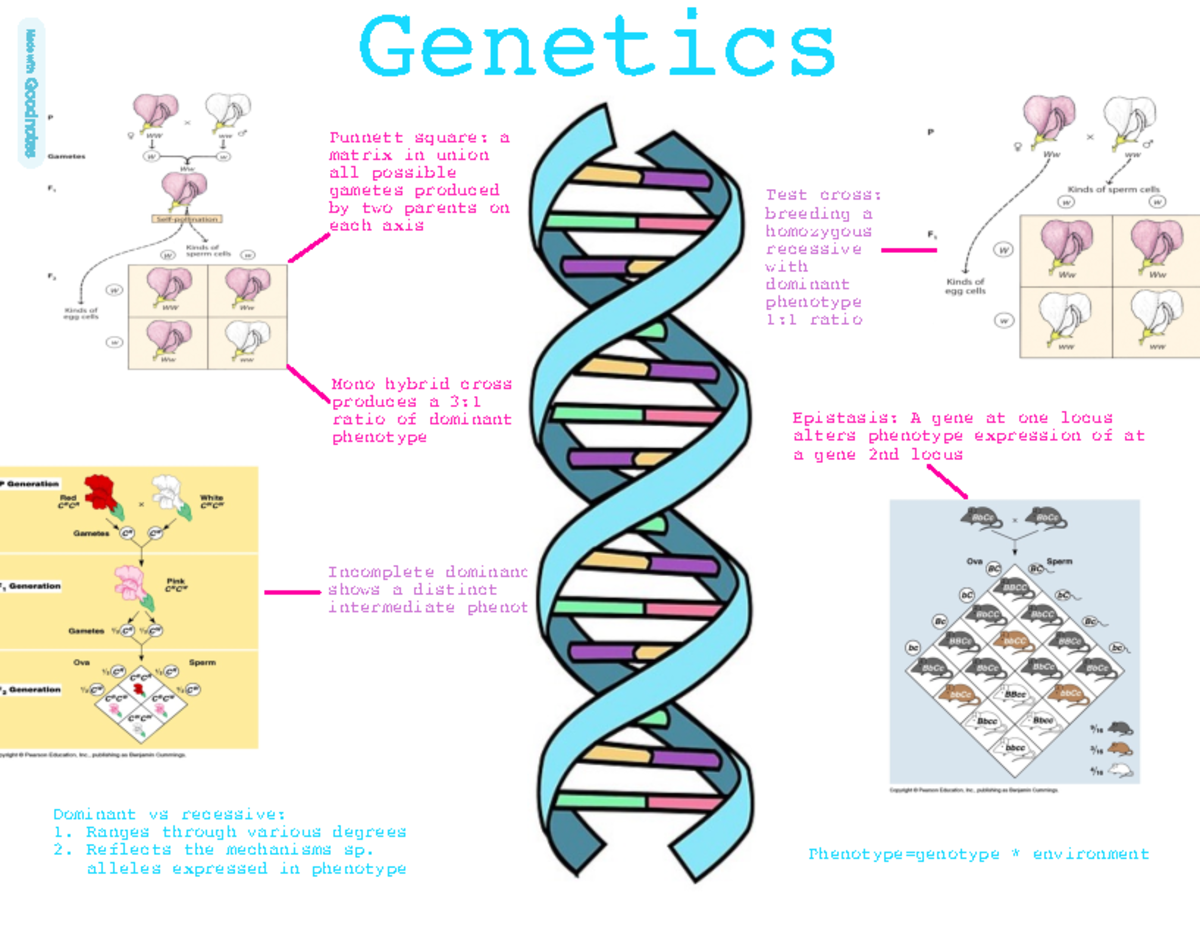 Extra credit - infograph project - Genetics Punnett square: a matrix in ...