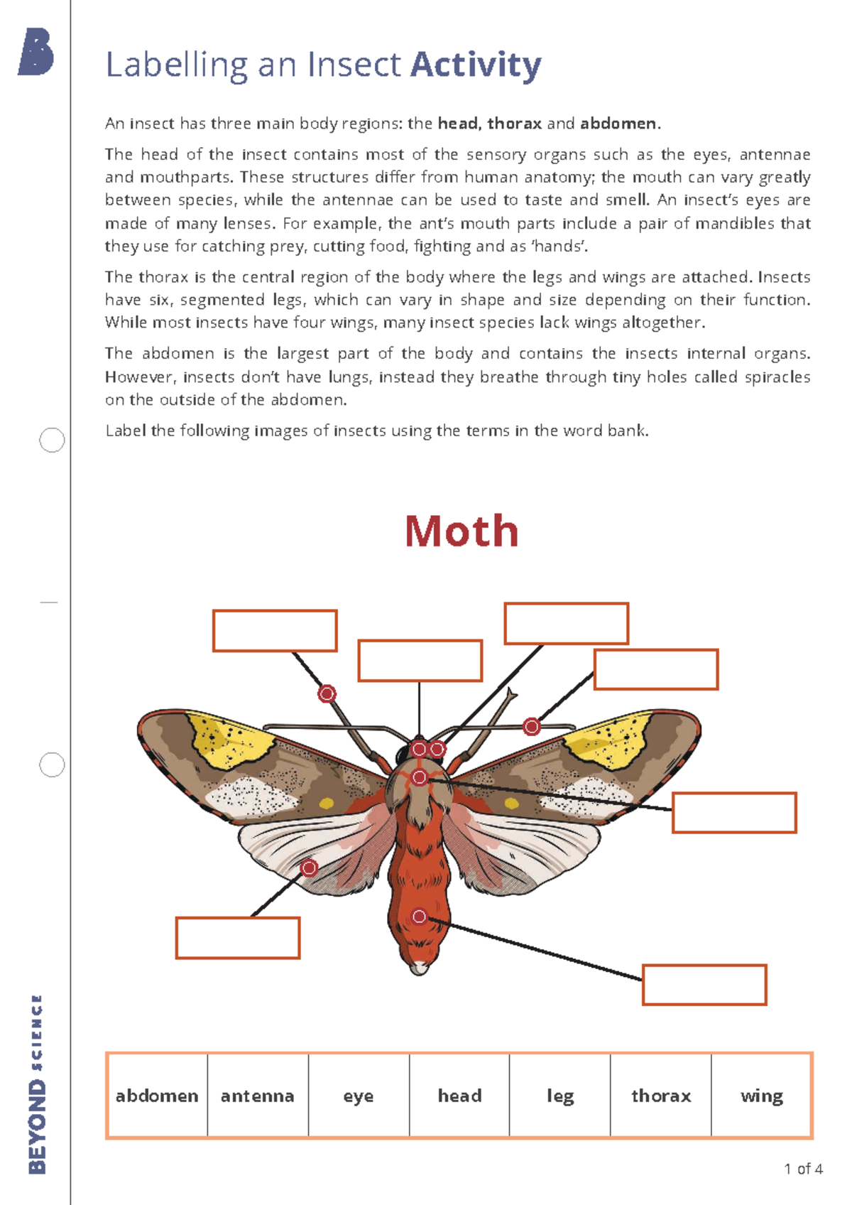 Labelling an Insect Activity: Body Regions and Structures - Studocu