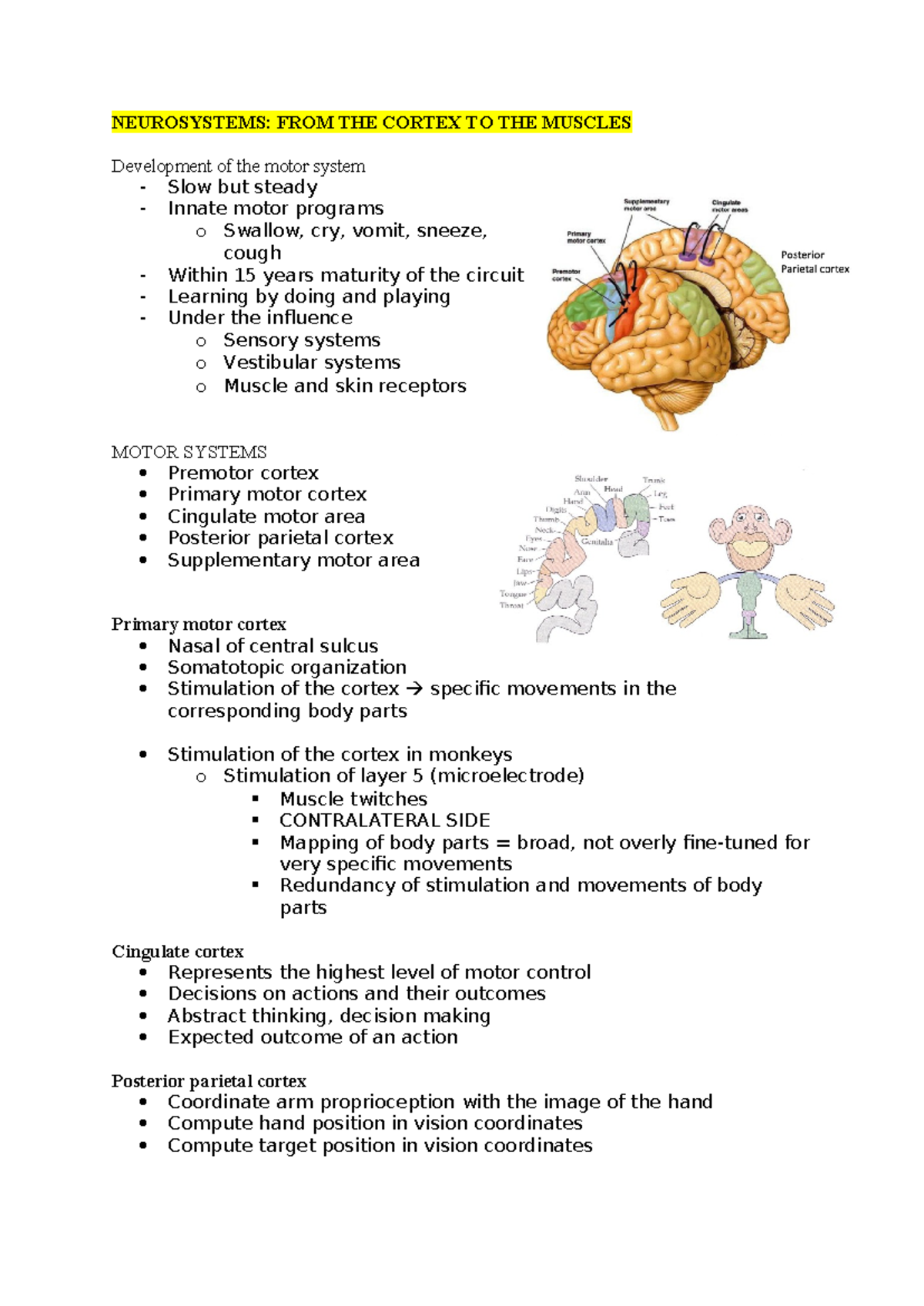 NEURO 101: Motor System Development from Cortex to Muscles - Studeersnel