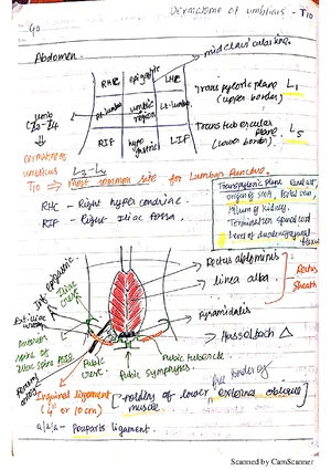 Anatomy Notes on Lower Limb: LMB Course Comprehensive Overview - Studocu