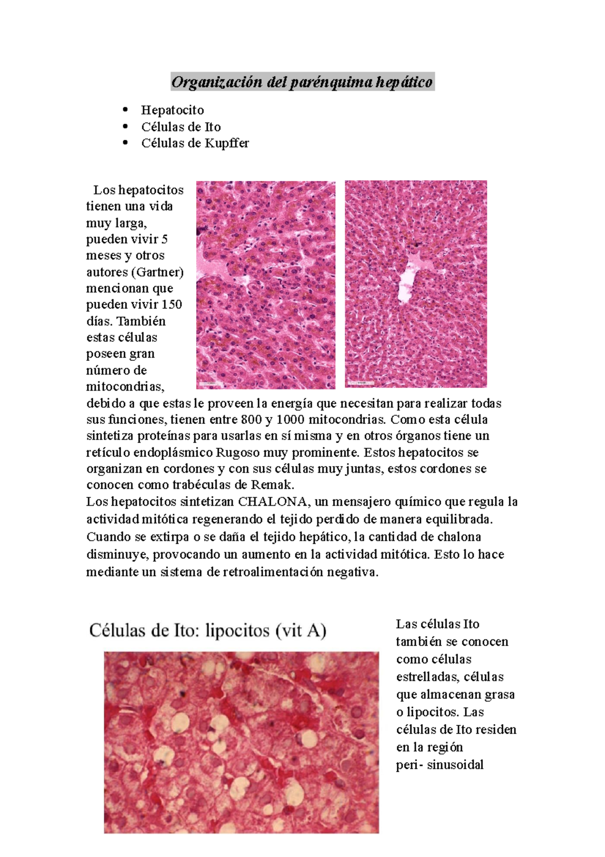 Células Clave del Hígado | PDF | Hepatocito | Hígado, image size:1200x1698