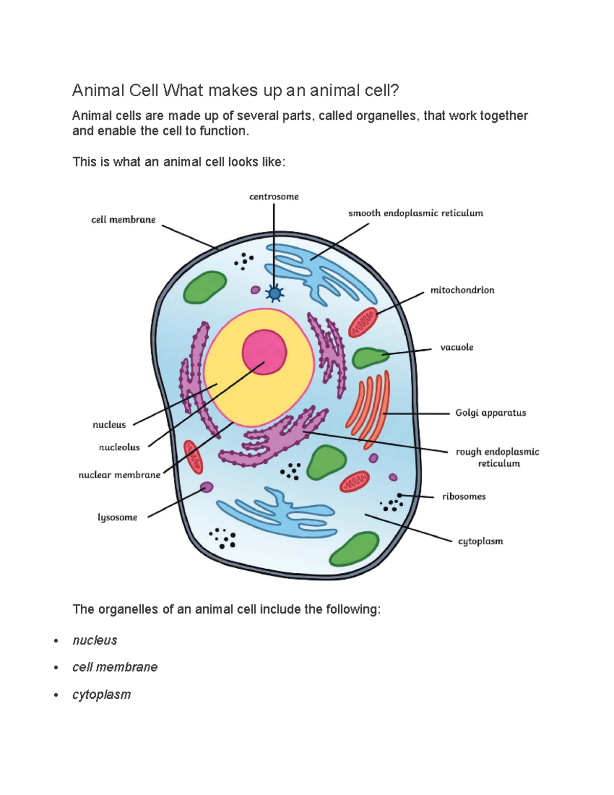 Animal Cell Structure and Functions - BIO101 Study Guide - Studocu