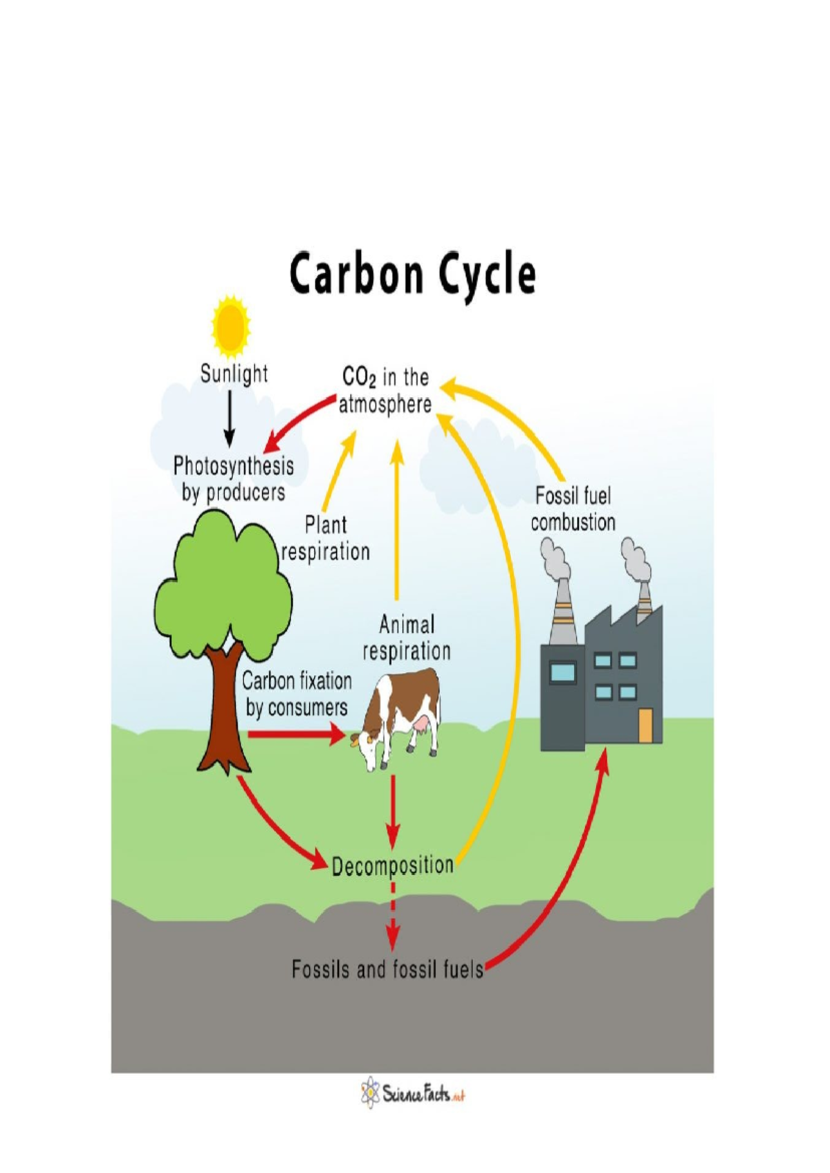 Carbon Cycle Overview - LECTURES - Studocu