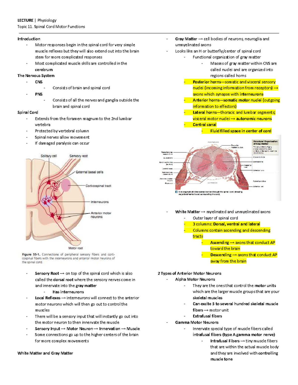 Lecture 11: Spinal cord motor functions and reflex mechanisms - Studocu