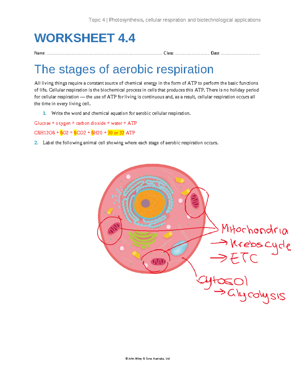 Jac WS 4.4 Aerobic Respiration Stages & Biotech Applications Worksheet ...