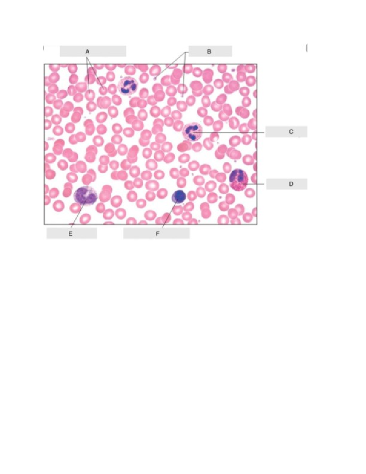 Blood Elements 1 - BIOL 3410 - Studocu