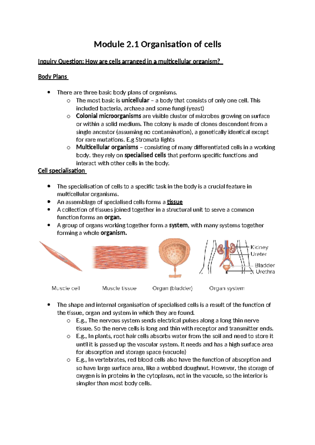 Module 2.1: Body Plans and Cell Specialisation in Multicellular ...