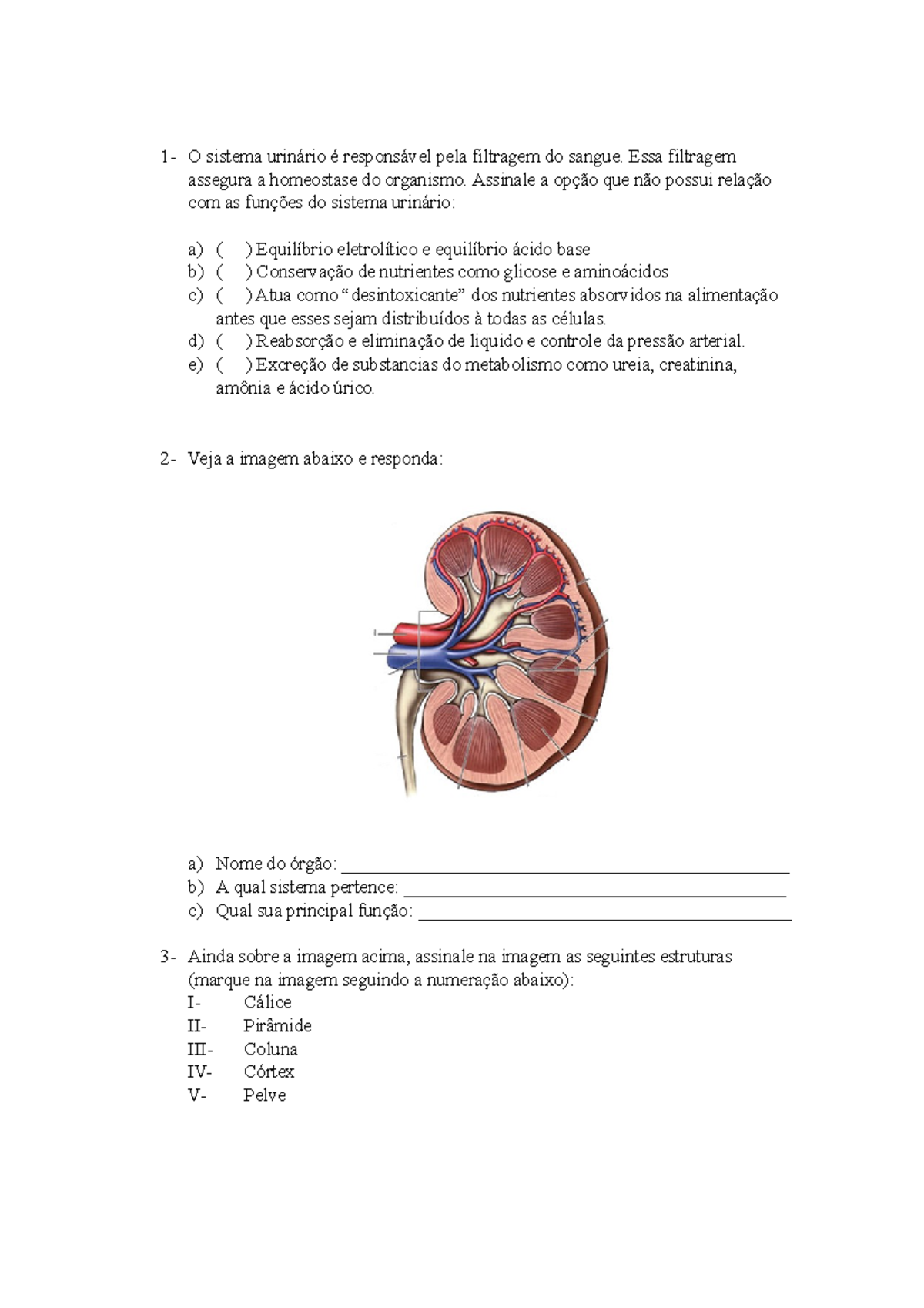 Renal e Reprodutor - 1- O sistema urinário é responsável pela filtragem ...
