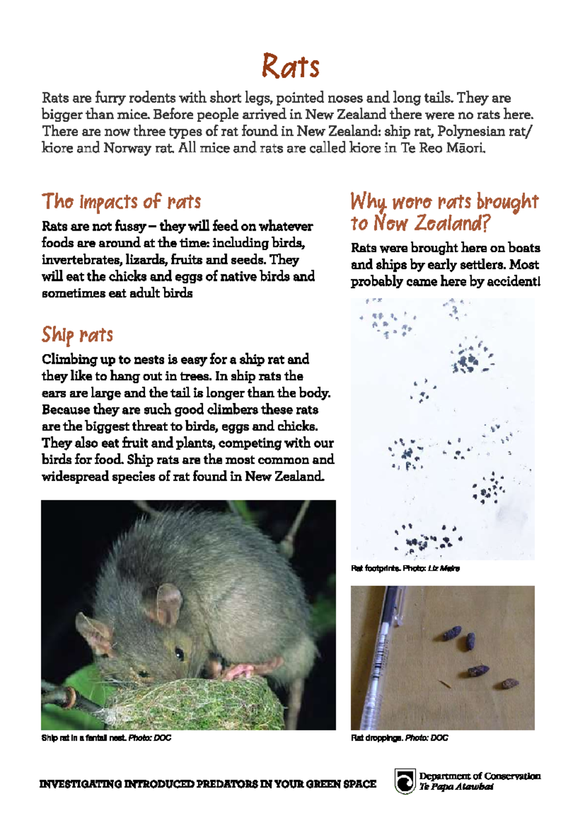 Investigating Introduced Rat Species in New Zealand: A Study - Studocu