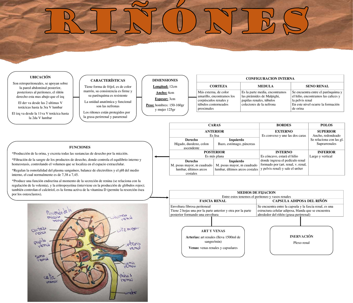 Riñones MAPA Conceptual - CONFIGURACION INTERNA CORTEZA MEDULA SENO ...