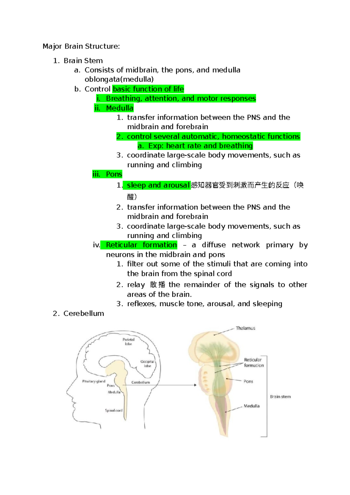 Limbic System Lecture Notes: Key Functions & Major Structures - Studocu