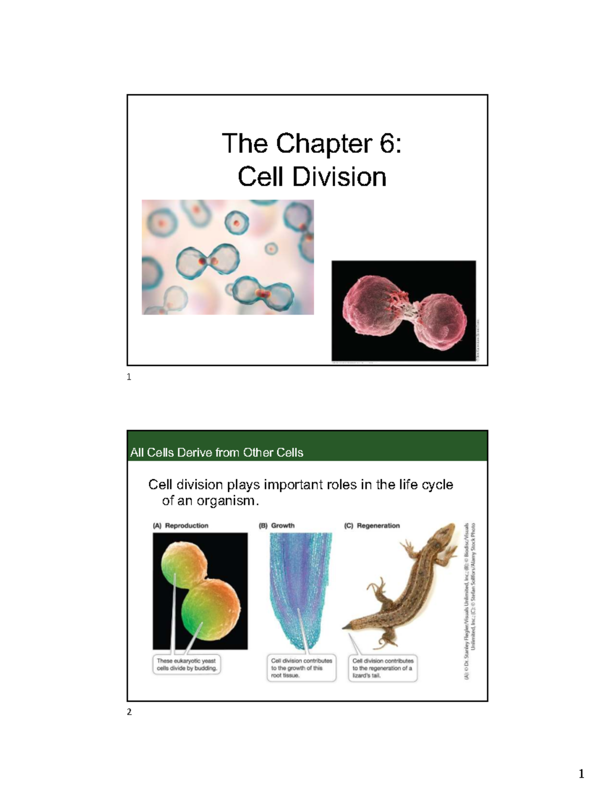 Chapter 6: Cell Division Overview - Studocu
