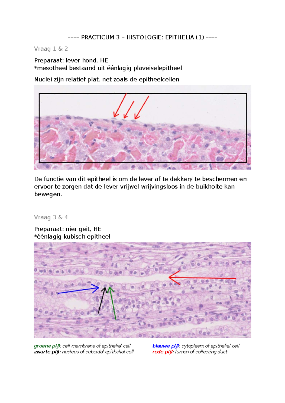 Practicum 3 Histologie: Epithelia 1 & 2 Analyse en Voorbereiding ...