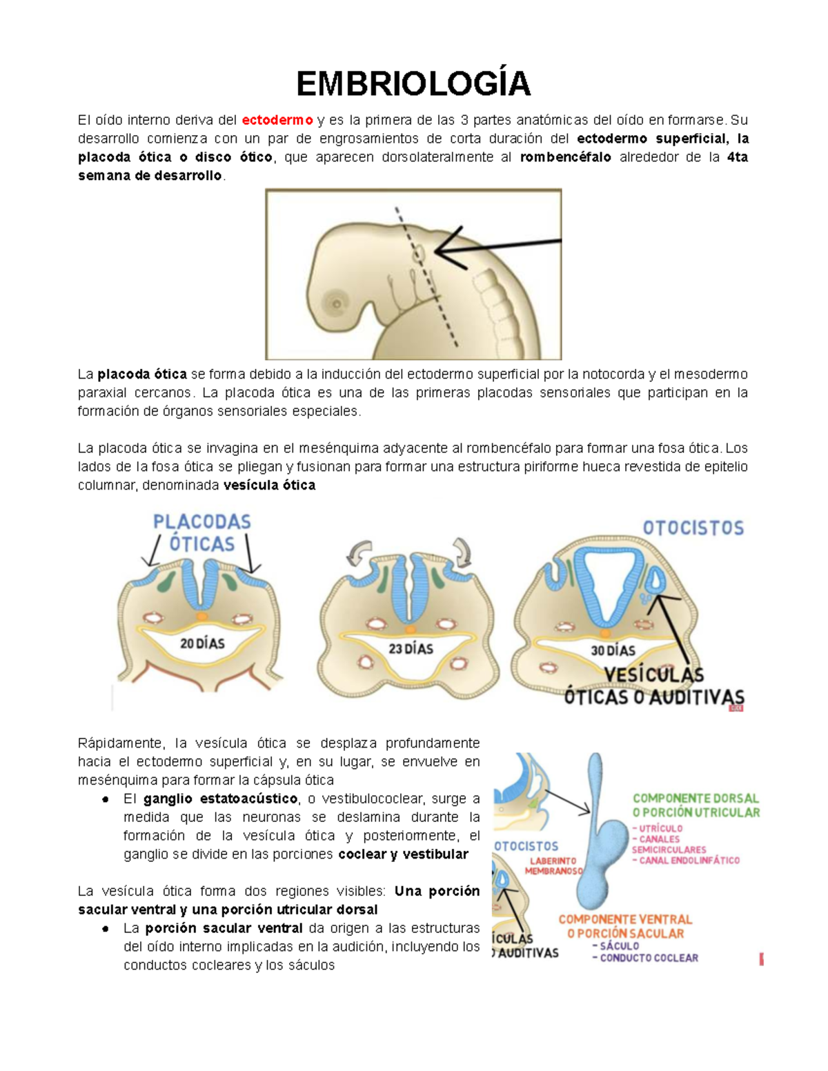 OÍDO INTERNO: Desarrollo y Funciones - EMBRIOLOGÍA - Document Preview