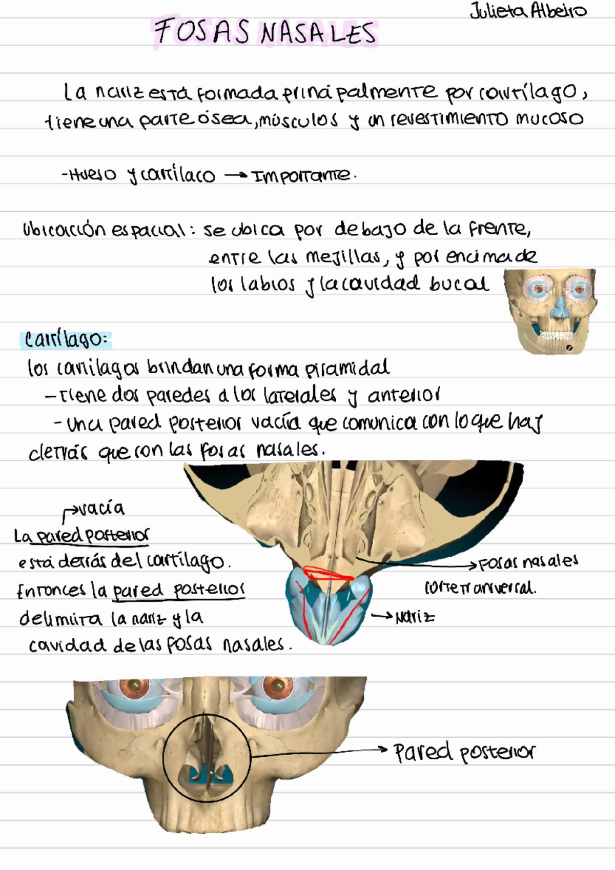 Laringe - Wikipedia, la enciclopedia libre, image size:1200x1697