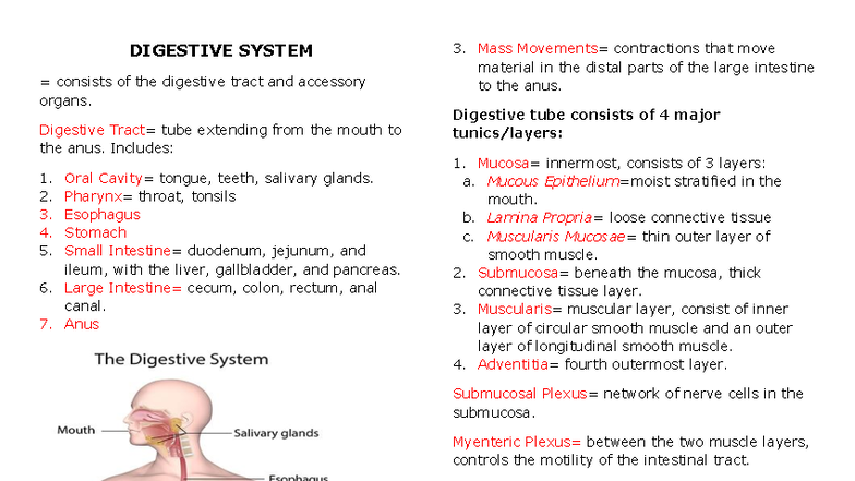 Chapter 16: Overview of the Digestive System - Studocu