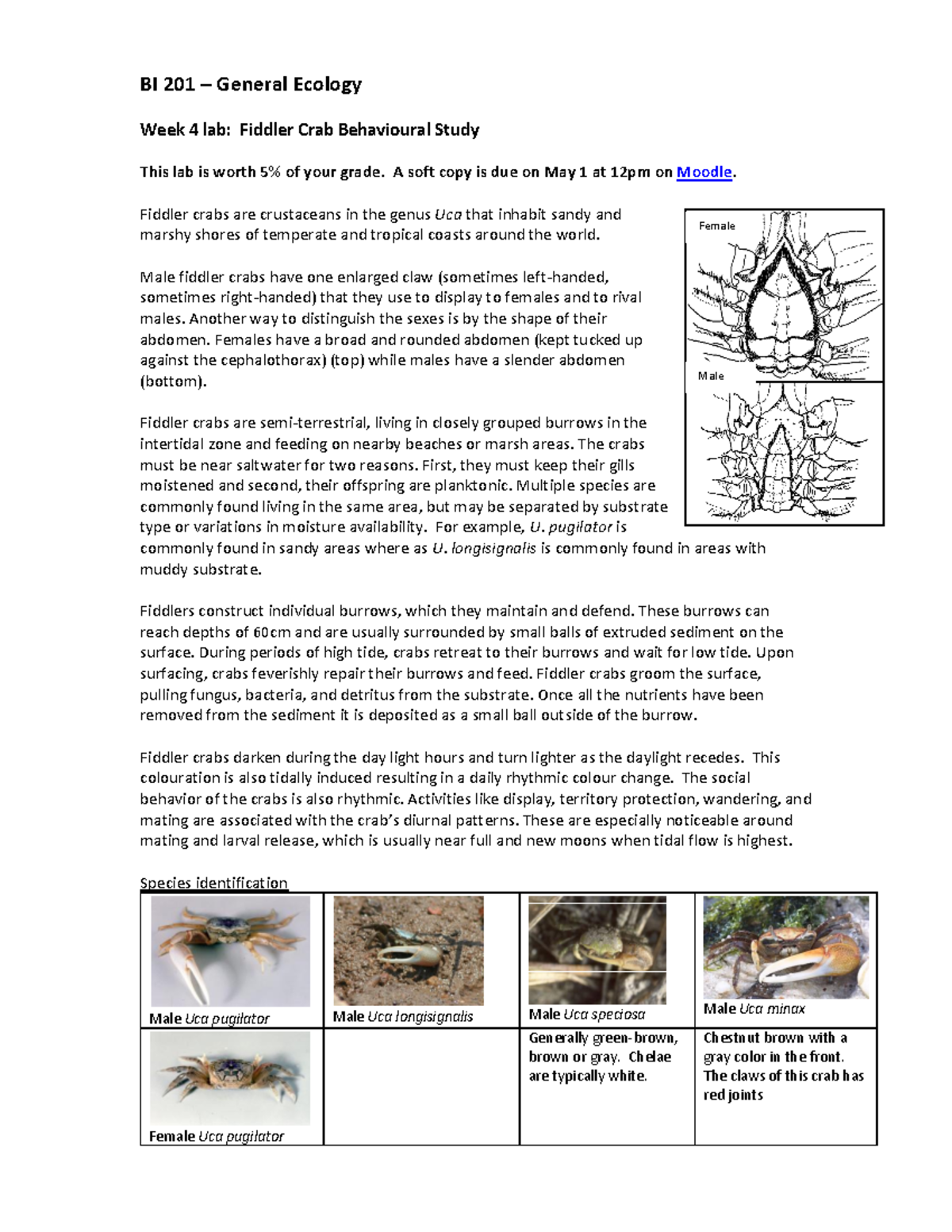 BI 201 - Fiddler Crab Behavioural Study Lab Report [Week 4] - Studocu