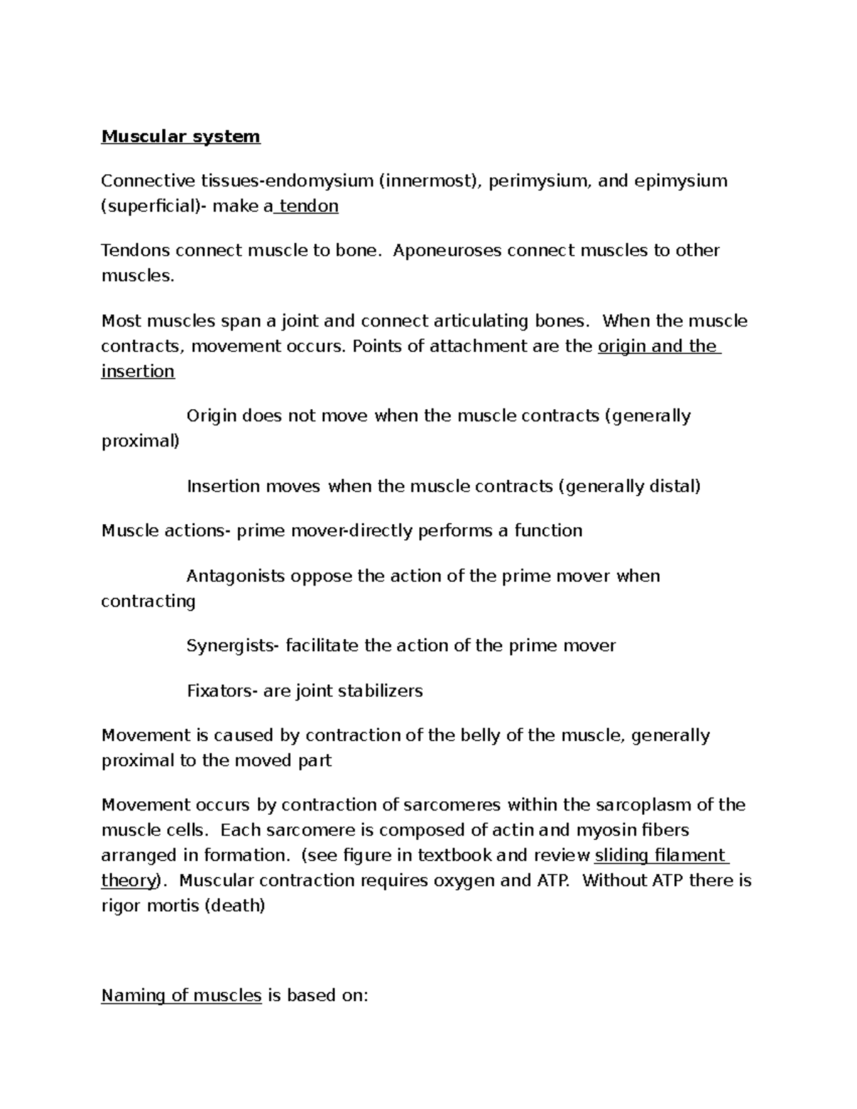 Muscular System Study Guide: Functions & Muscle Groups Overview - Studocu