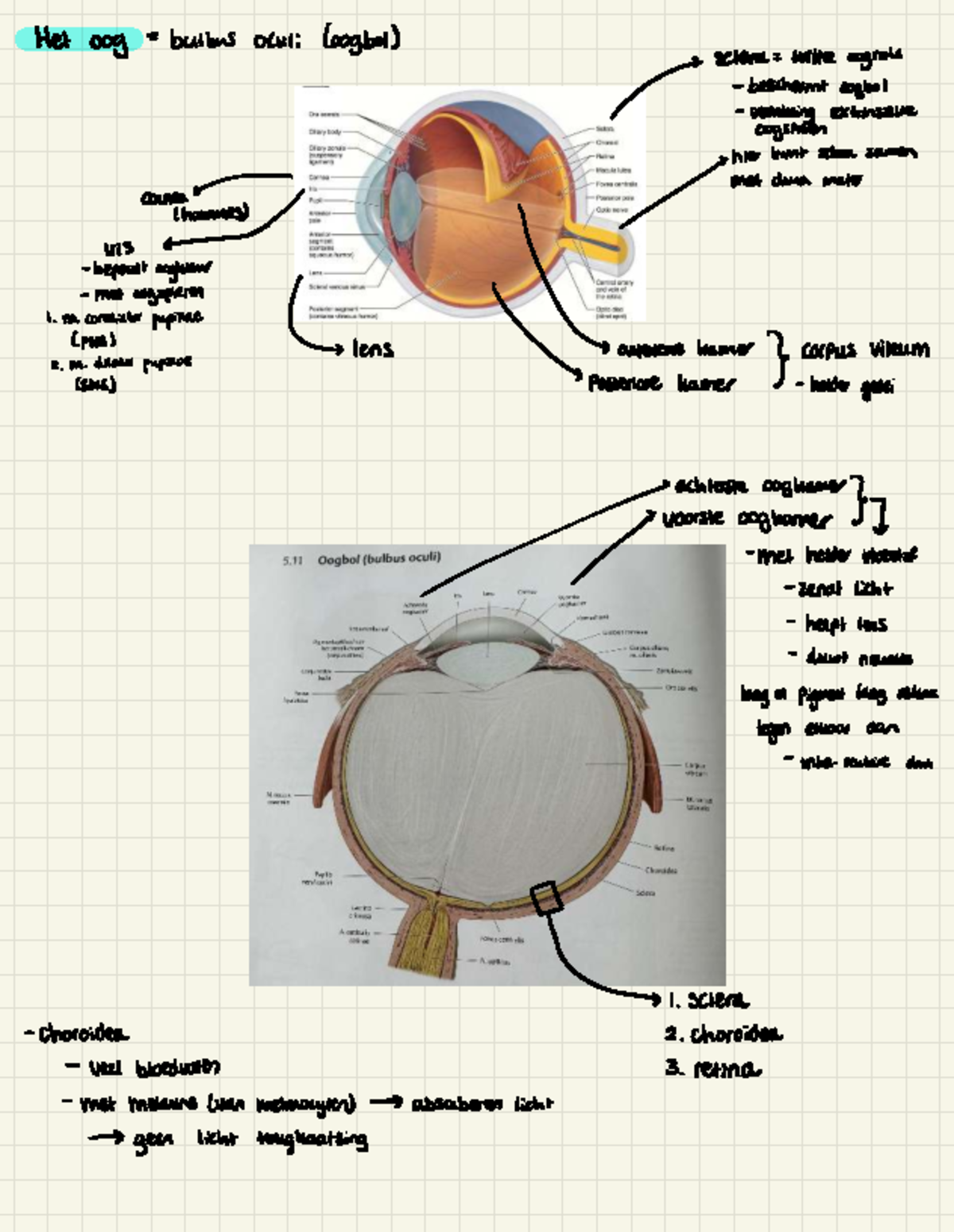 Anatomie van het Oog - Bulbus Oculi en Functies (Cursuscode: ANAT101 ...