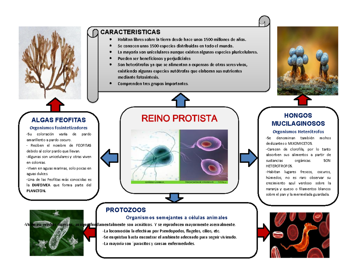 Reino Protista Caractersticas Y Clasificacin Resumen Corto 768x1024