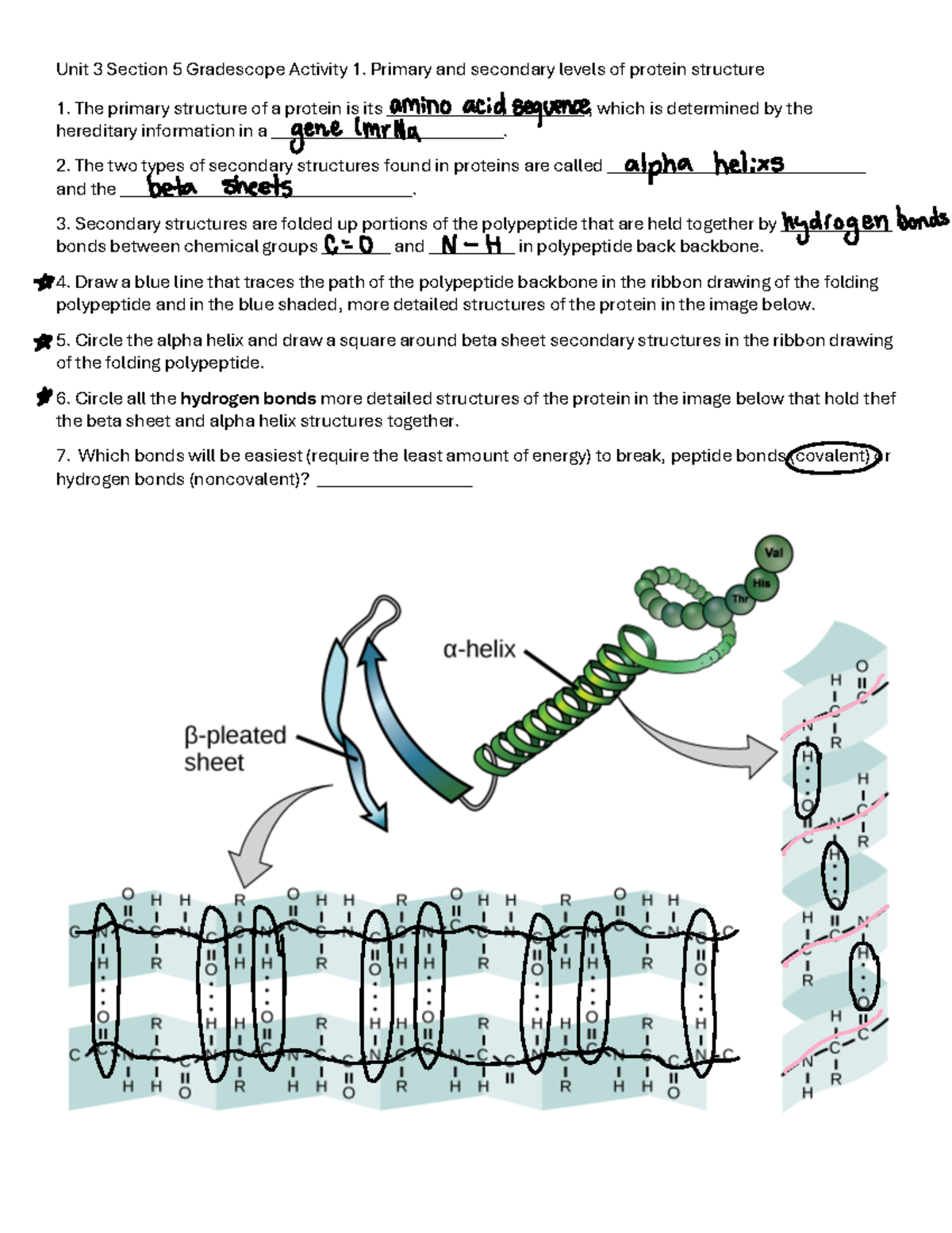 Protein Structure Levels: Unit 3 Sec 5 Gradescope Activities - Studocu