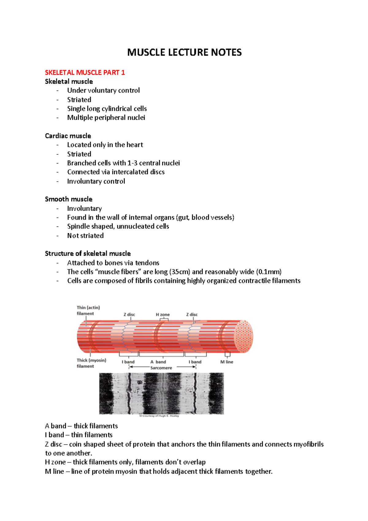 Muscle Physiology Lecture Notes: Skeletal, Cardiac, & Smooth Muscles ...