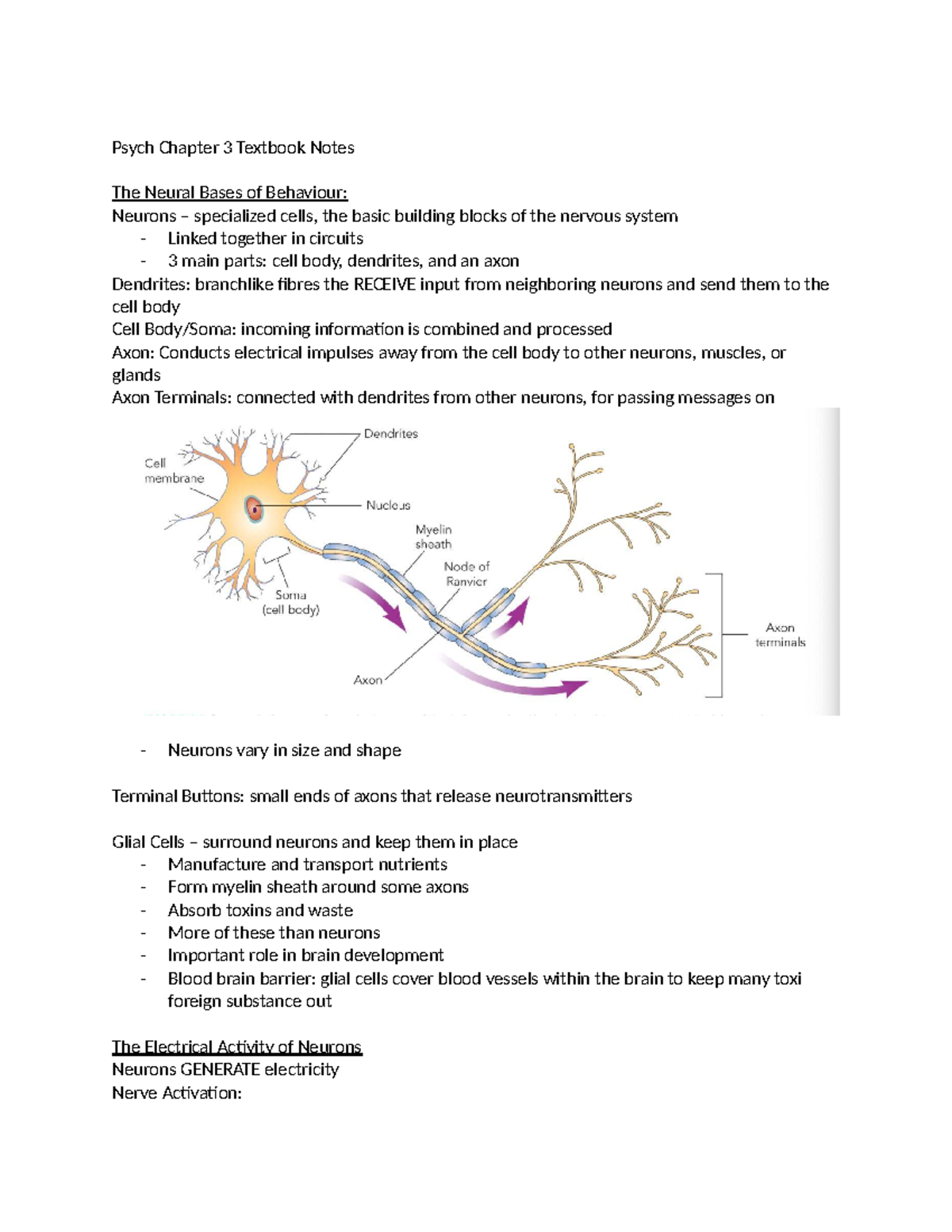 Psych 101: Chapter 3 - The Neural Bases of Behavior Notes - Studocu