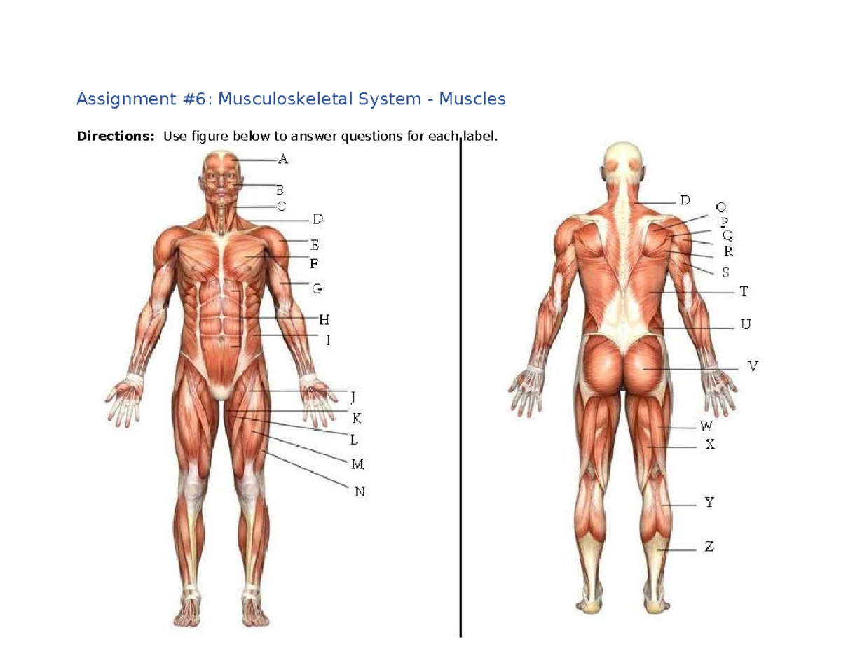 AHLT 120 Assignment #6: Musculoskeletal System - Muscles Analysis - Studocu