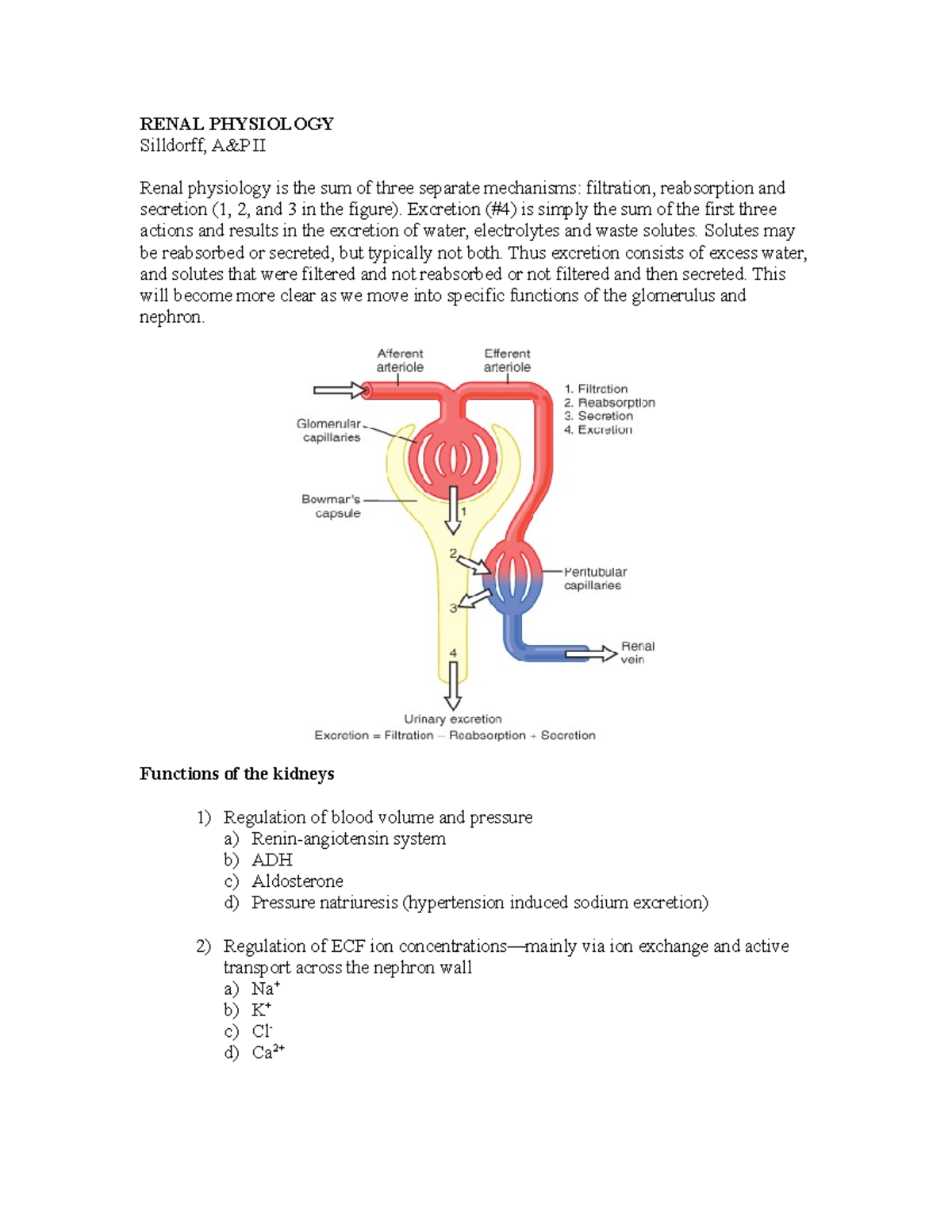Renal Physiology Overview - A&P II Lecture Notes by Dr. Silldorff - Studocu