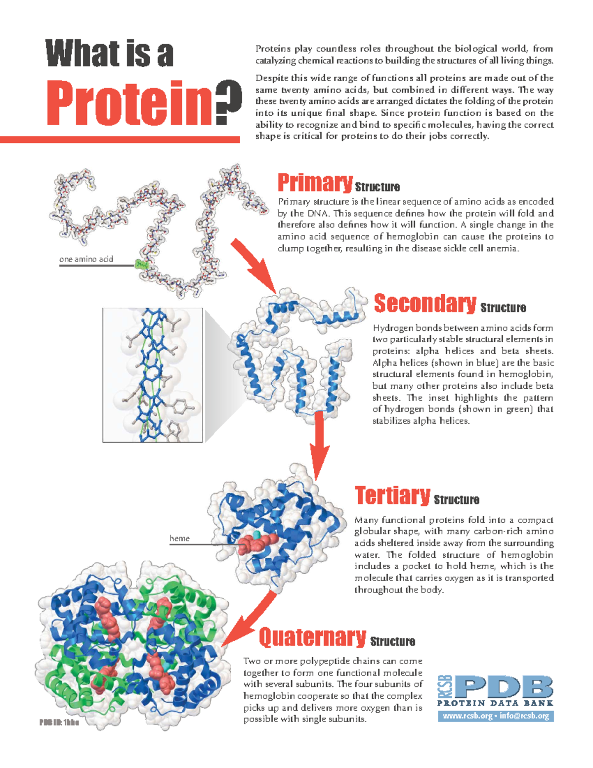 BIO101: What is a Protein? Structure and Function Notes - Studocu