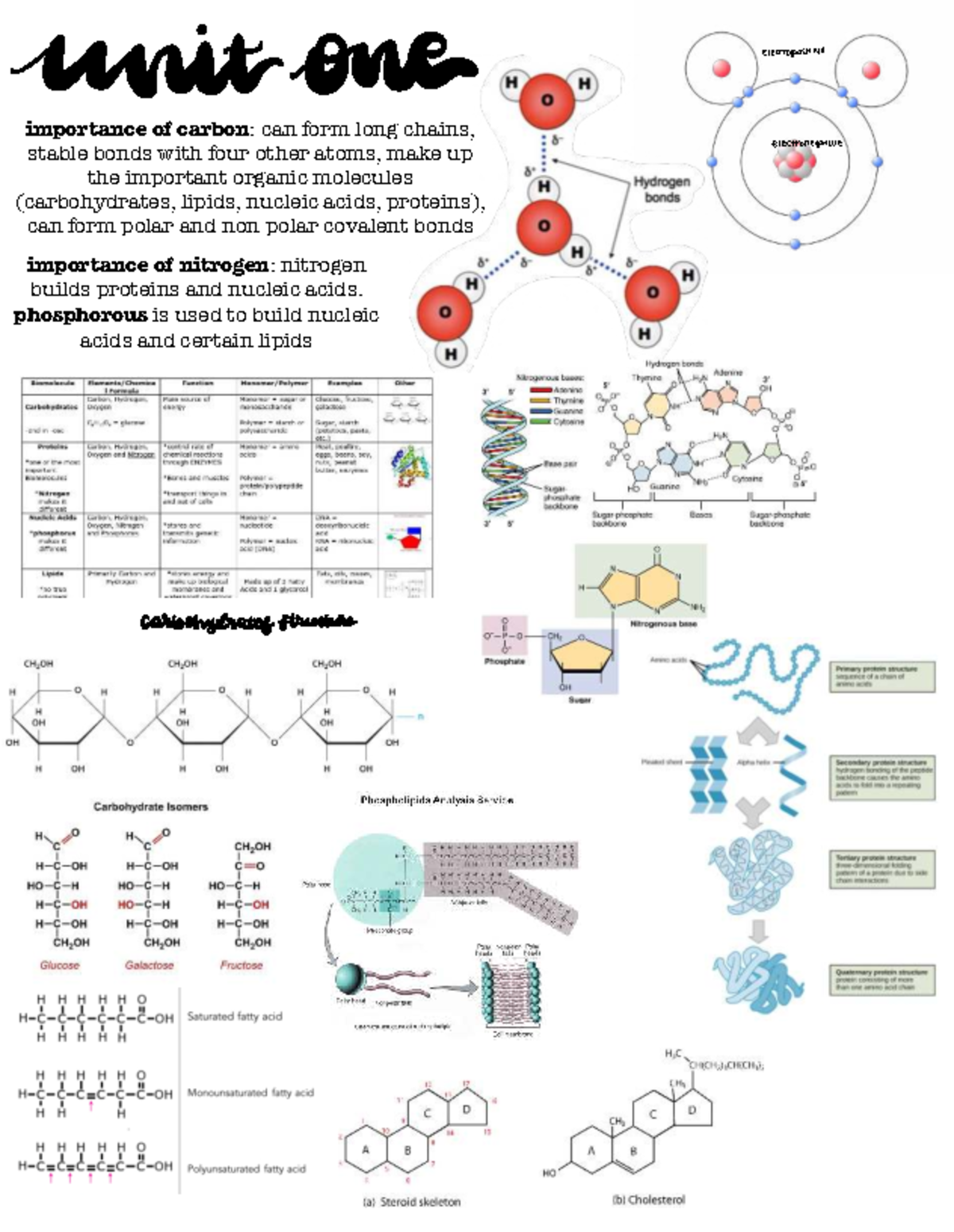 Unit 1 summary - Notes - Bio 130 - importance of carbon: can form long ...