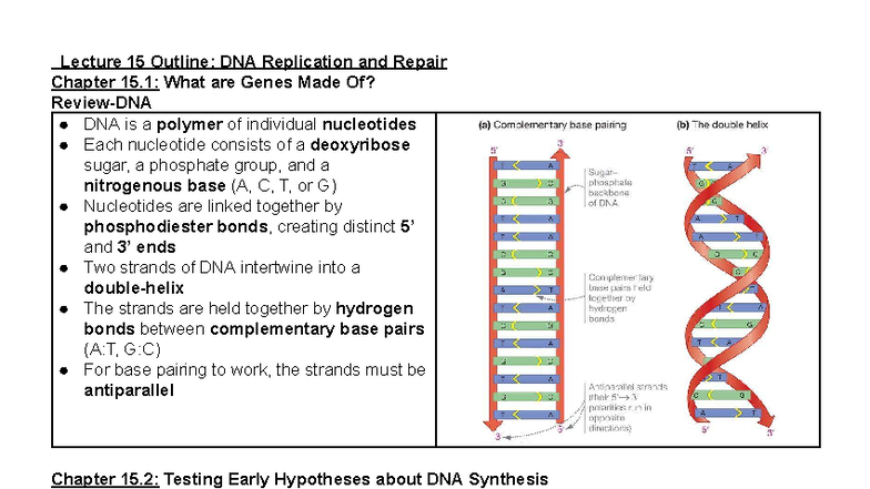 Lecture 15 Notes: DNA Replication & Repair (Bio 101) - Studocu