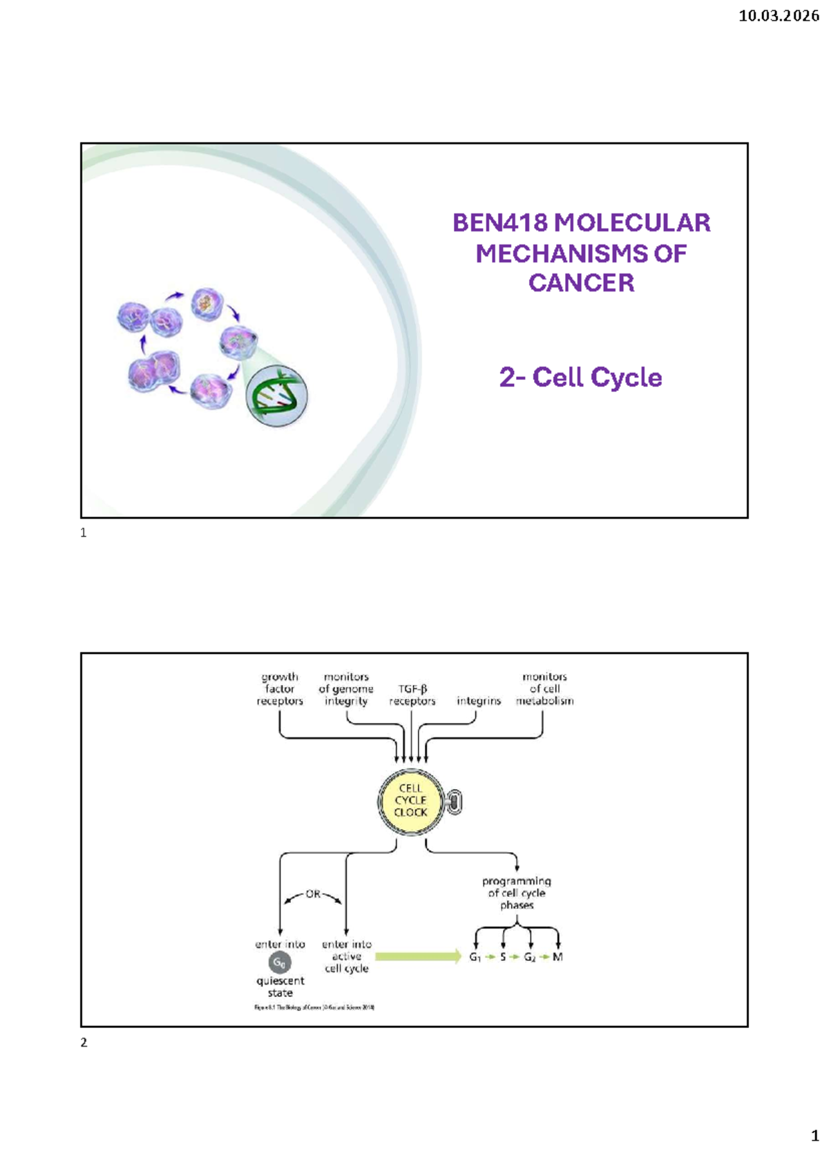 BEN418 Final Exam: Molecular Mechanisms of Cancer - Cell Cycle Insights ...