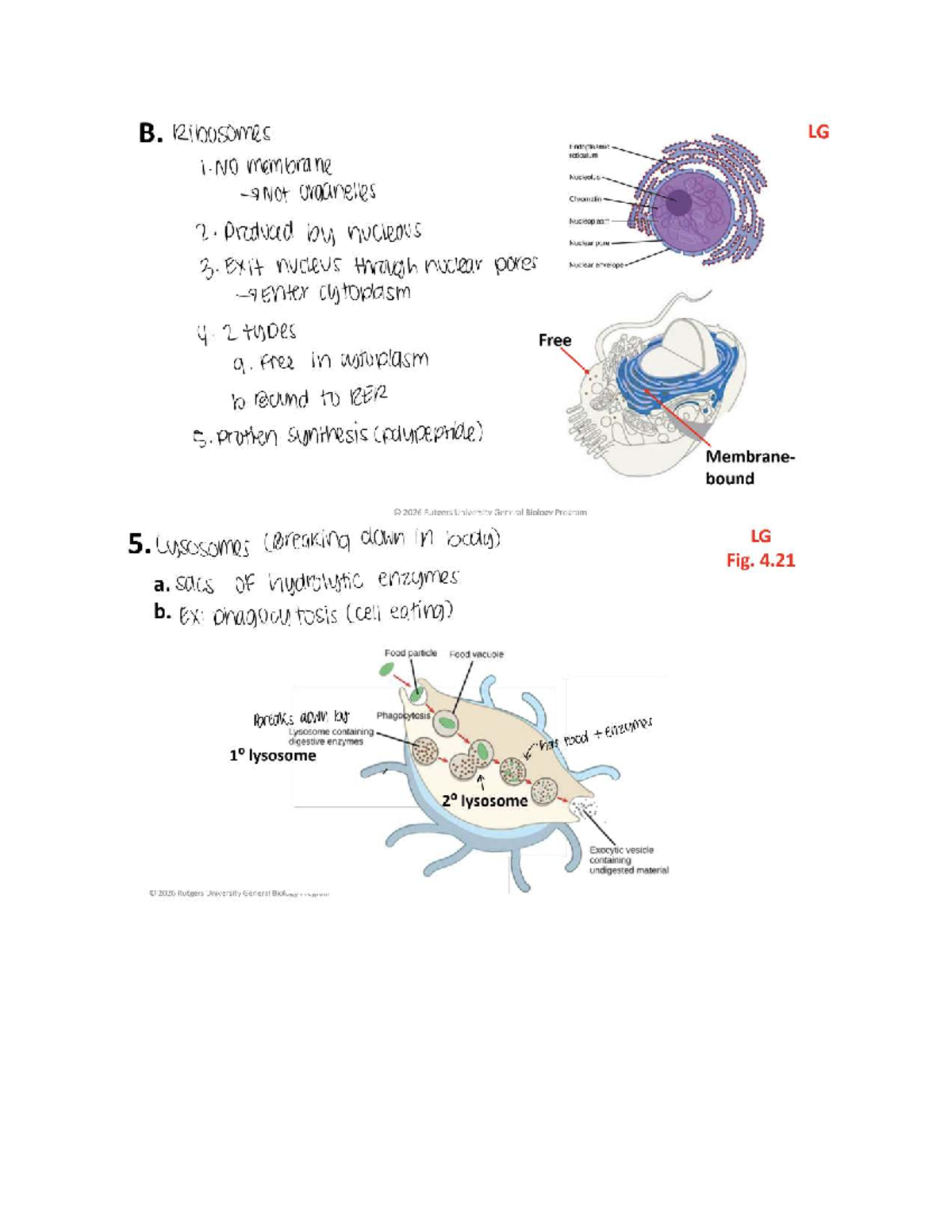 General Biology Program: Cell Structure & Function Notes (2026) - Studocu