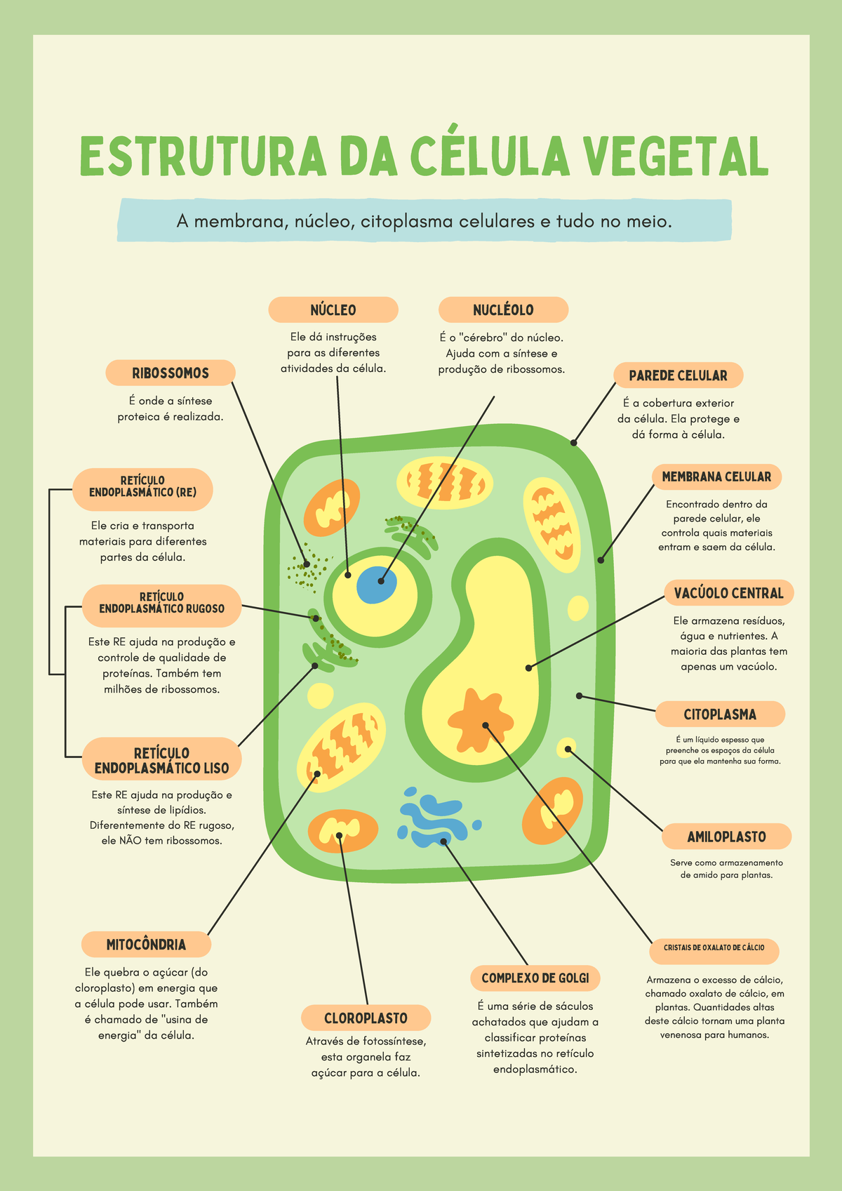 Celula Animal E Vegetal Nao Rotulada Células Animal E Vegetal