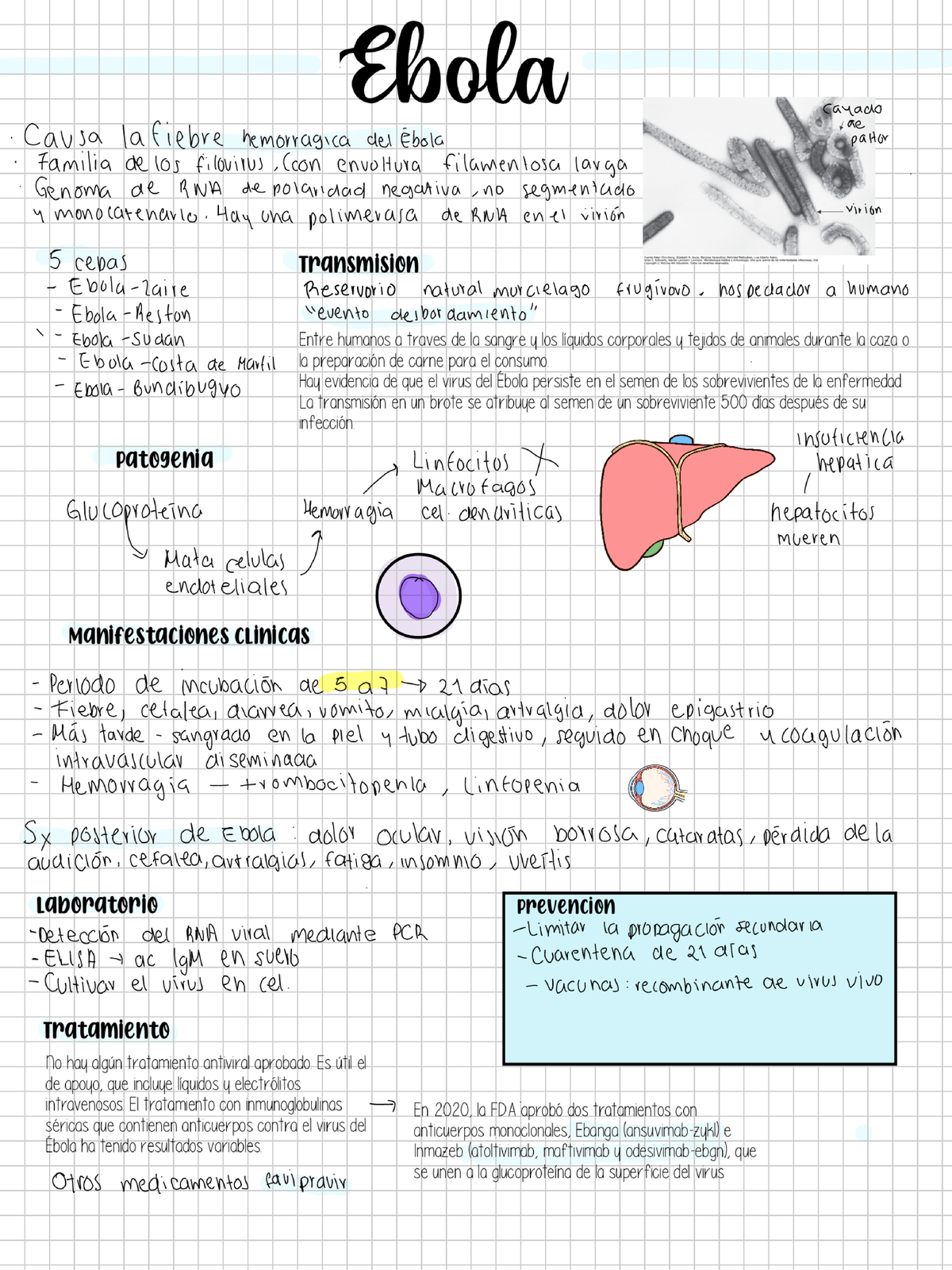 Resumen del Ébola: Causas, Transmisión y Tratamientos (Cód. BIO101 ...