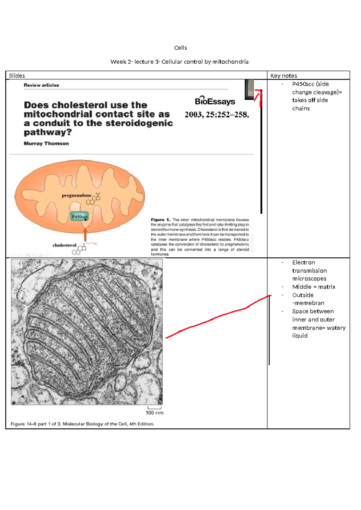 Lecture 3: Cellular Control by Mitochondria - Key Notes & Slides - Studocu