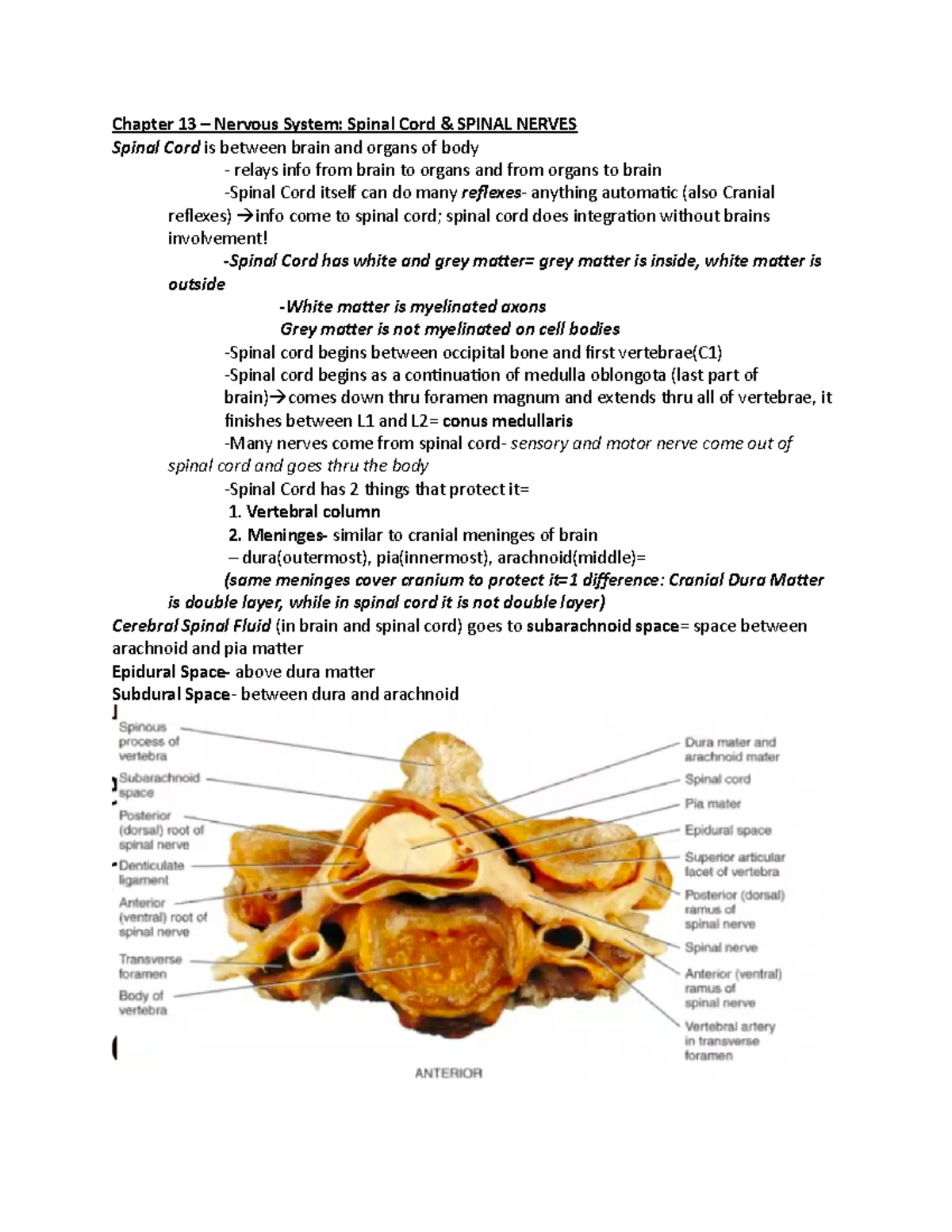 A&P Chapter 13: Spinal Cord Functions and Reflexes Summary - Studocu