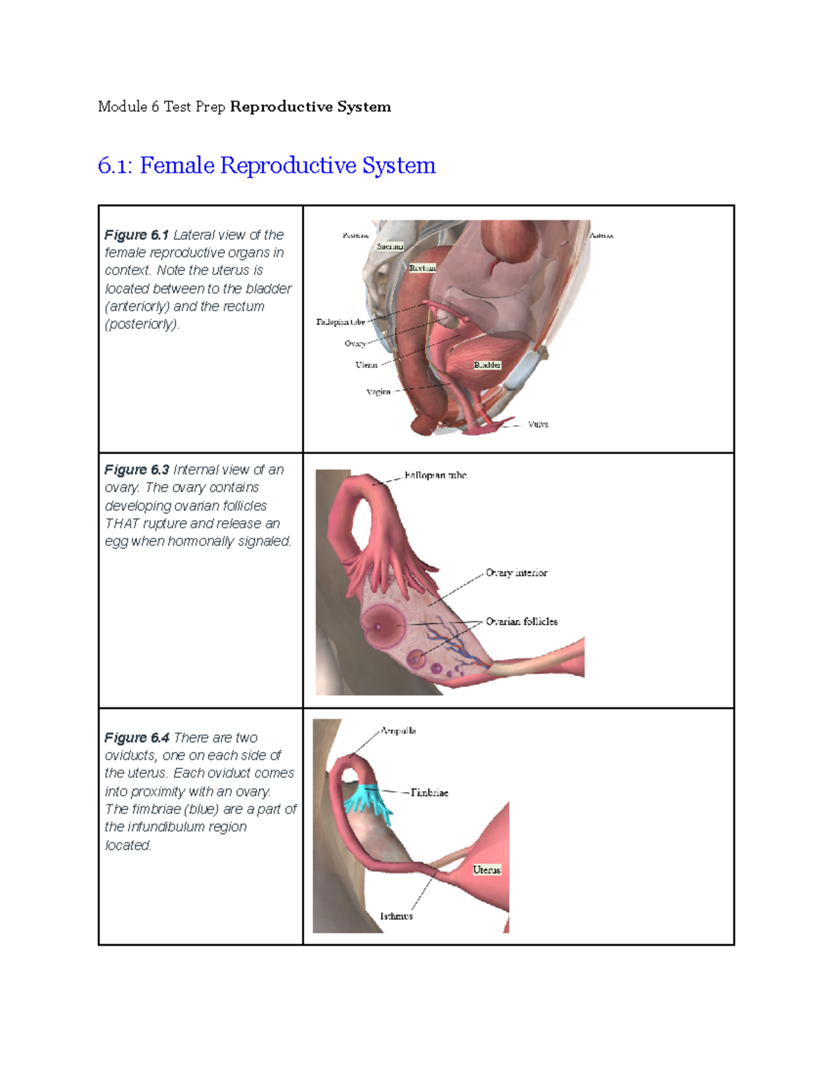 Module 6 Test Prep: Reproductive System Overview & Key Images - Studocu