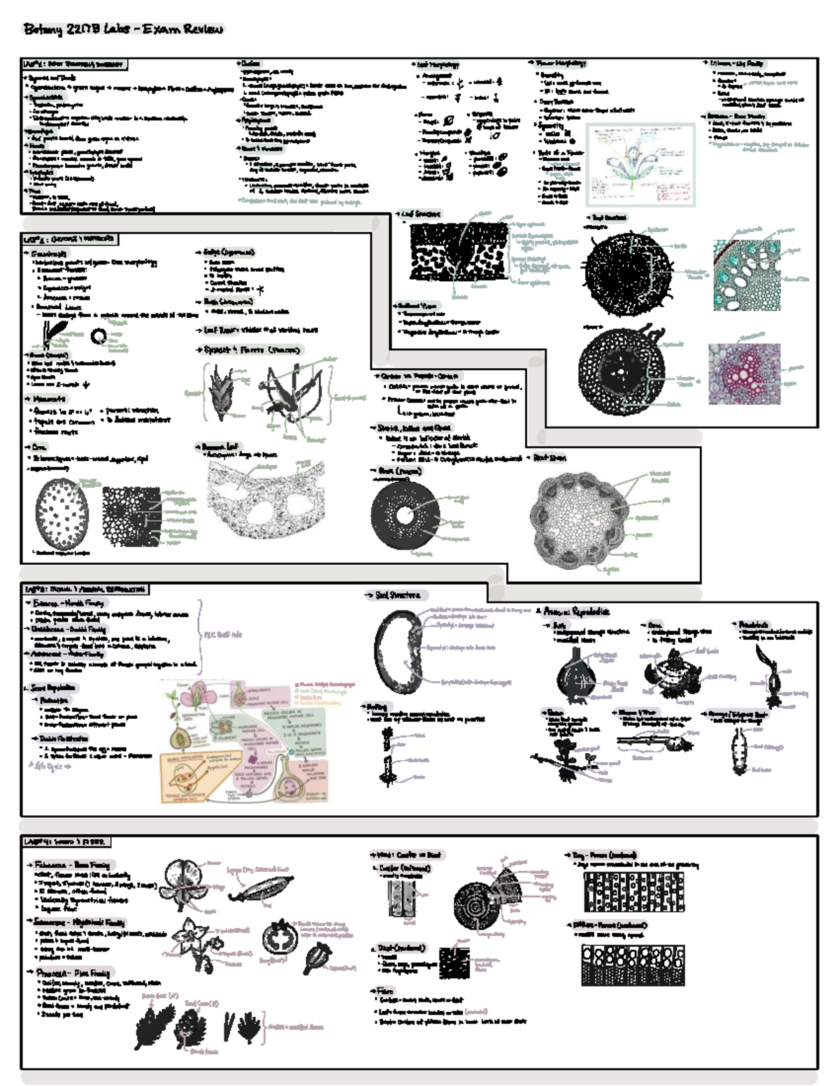 Botany 2217B Labs Exam Review: Evolution of Plant Diversity - Studocu