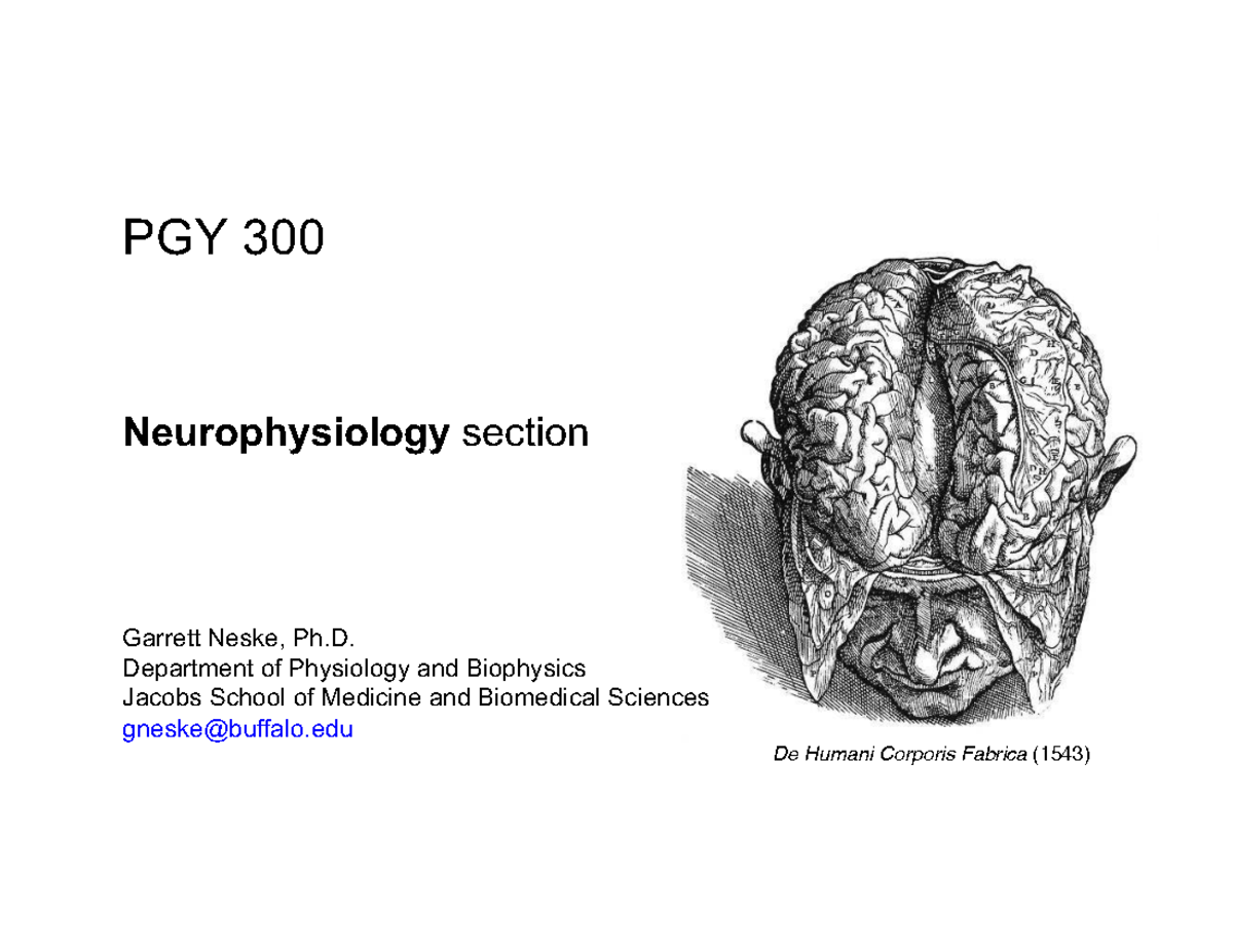 PGY 300 Neurophysiology Overview - Spring 2026 with Dr. Neske - Studocu