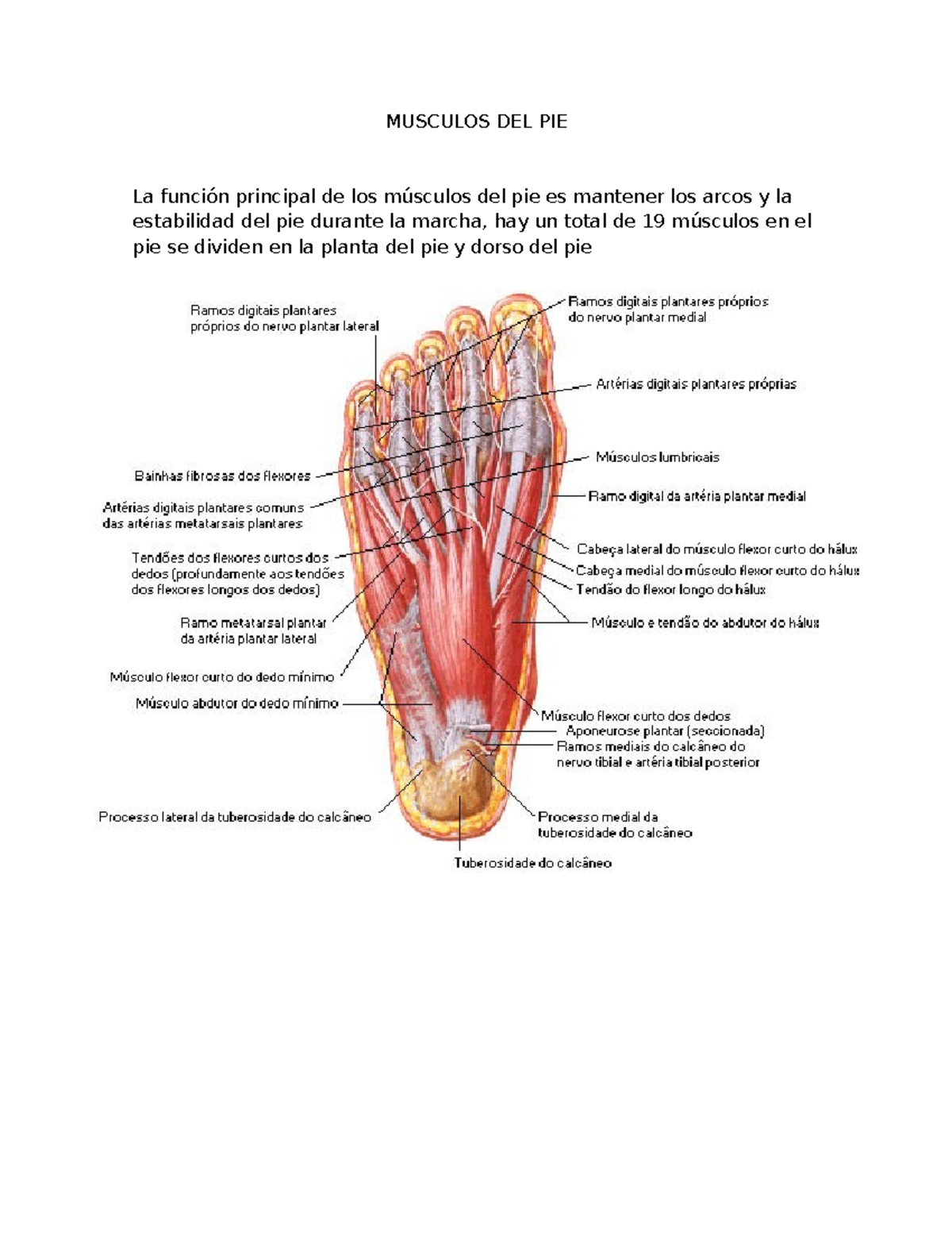 musculos-del-pie-qu-hacer-ahora-pide-un-diagn-stico-por-escrito