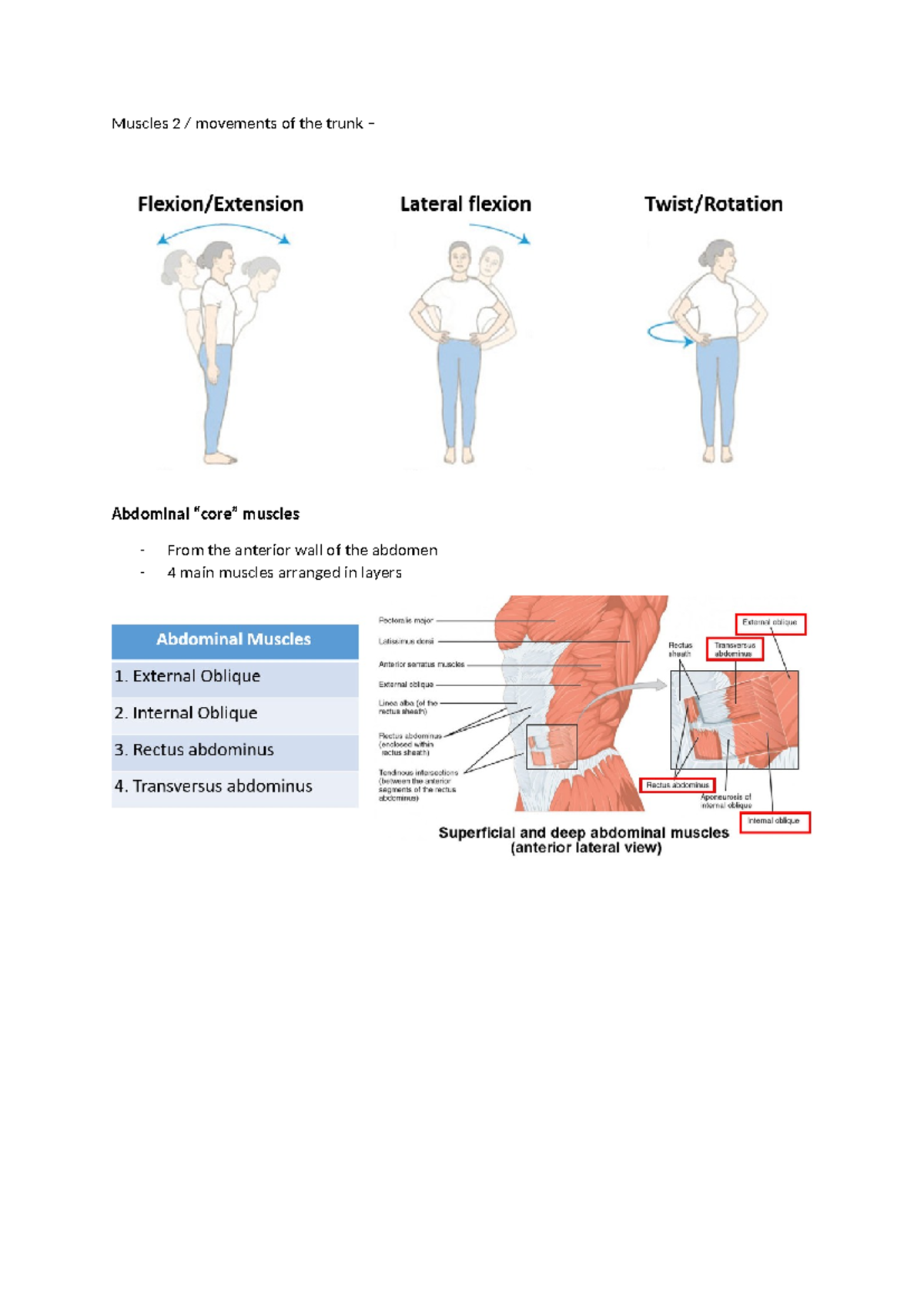 Lecture 5 anatomy of muscles 2 - HB101 - Muscles 2 / movements of the ...