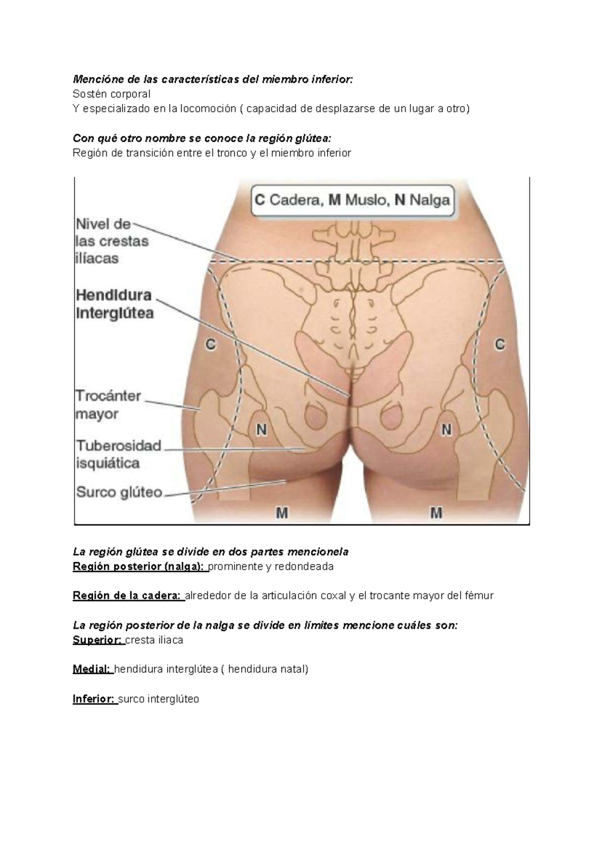 Cuestionario sobre el Miembro Inferior: Anatomía y Funciones - Studocu, image size:1200x1694