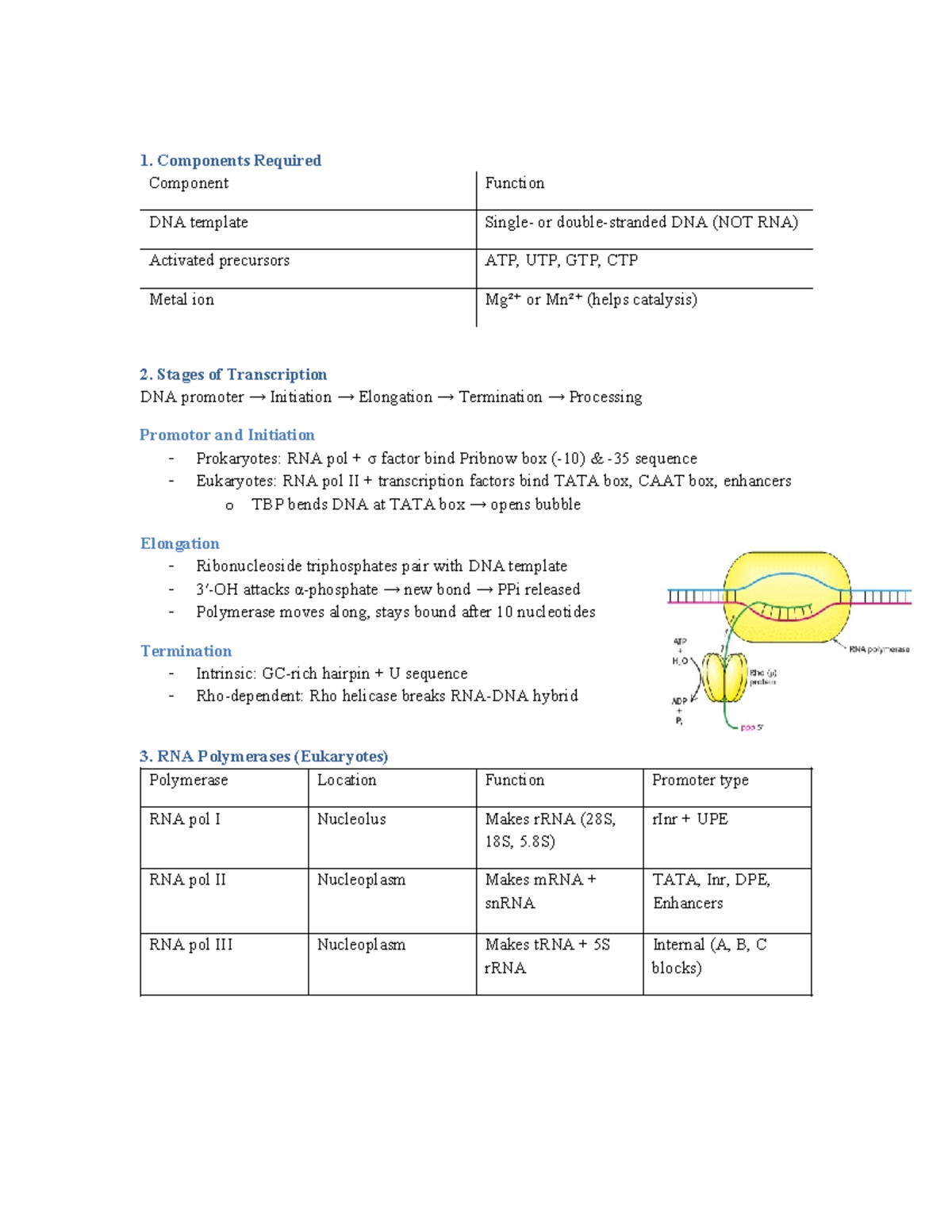 Case Study: Transcription Mechanisms and RNA Polymerases - Studeersnel
