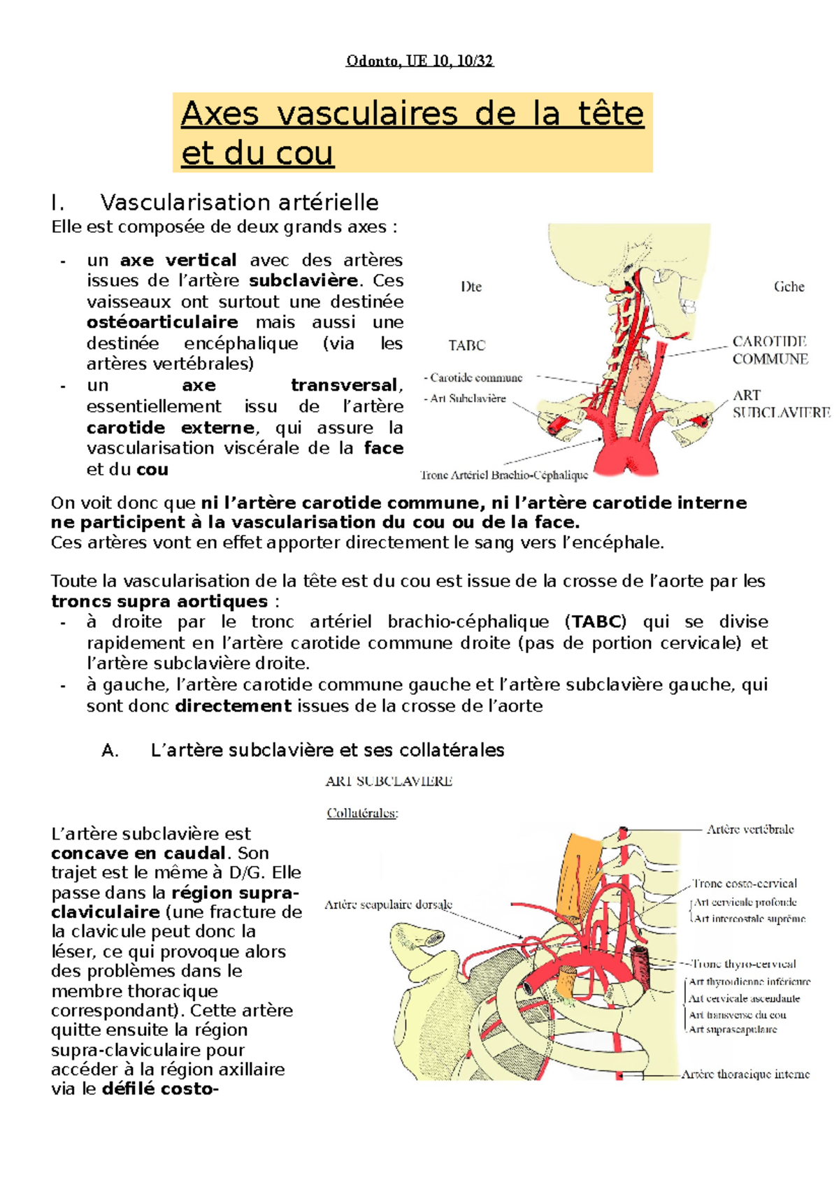Vascularisation Tête et Cou - UE 10 Anatomie Vasculaire et