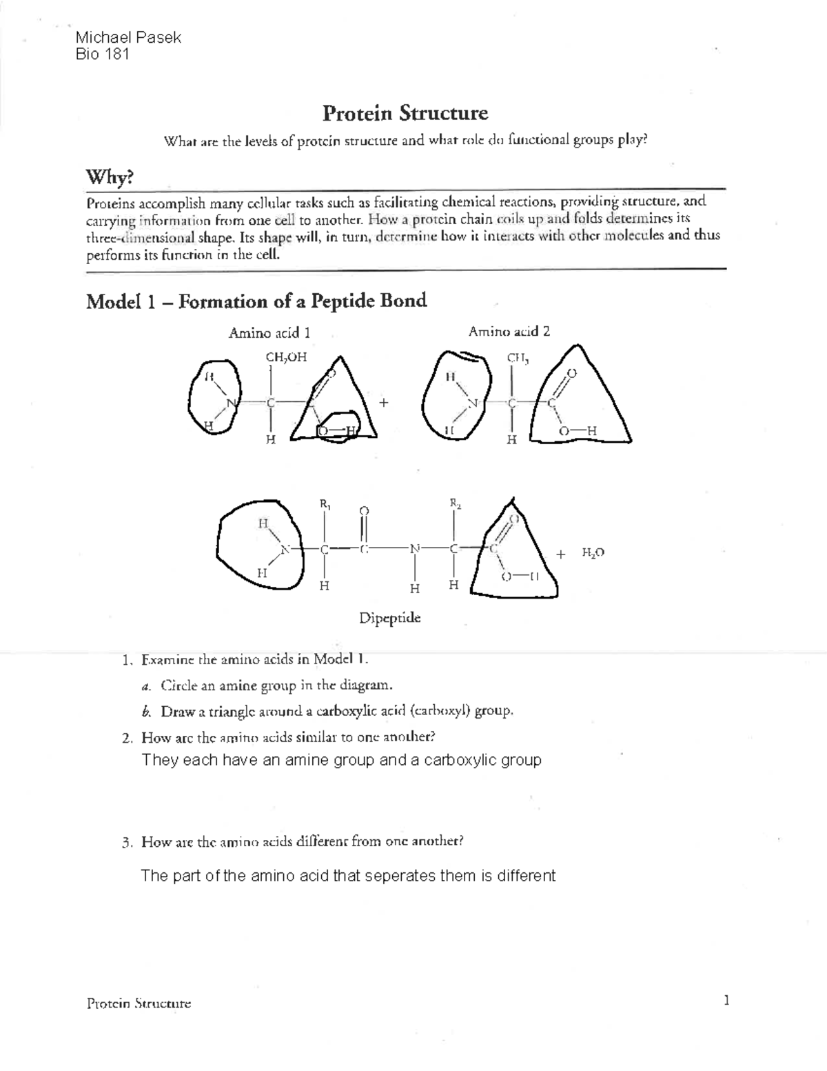 Protein Structure Worksheet