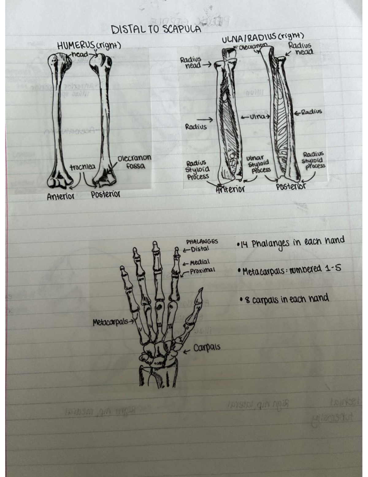 Anatomy Notes: Distal to Scapula - Studocu