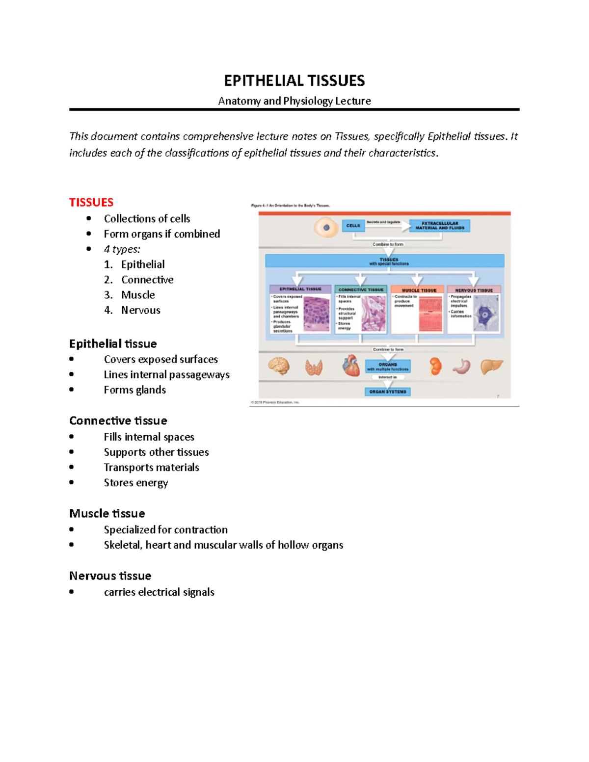 Anatomy & Physiology Lecture: Comprehensive Notes on Epithelial Tissues ...