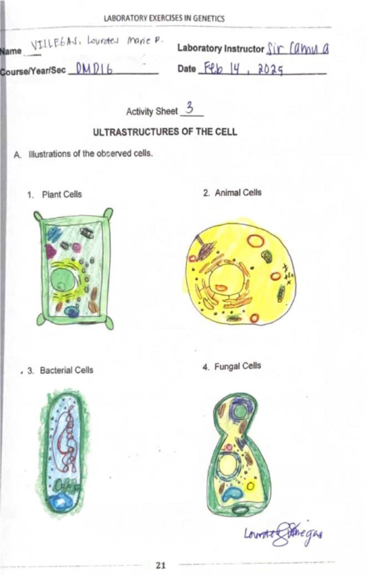 ACTIVITY for GENTICS 1 - LABORATORY EXERCISES IN GENETICS Name VILLEGAS ...